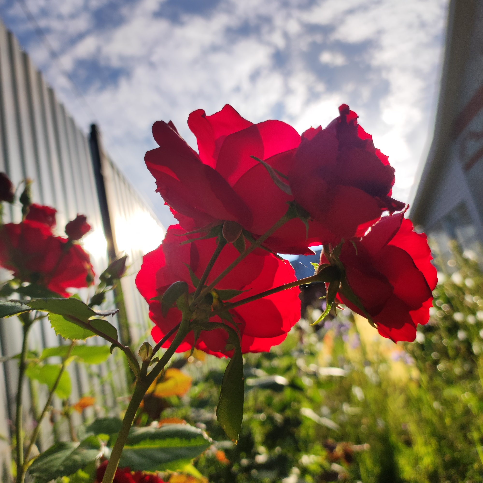In the city of Navoloki, Russia, a close-up, low-angle shot captures a cluster of red roses against a bright sky with scattered clouds. The sun shines intensely from behind the roses, creating a backlit effect that highlights the translucent petals and casts shadows on their undersides. A metal fence runs vertically along the left side of the frame, its corrugated texture partially obscured by the flowers. In the background, blurred green foliage and hints of other colorful flowers suggest a garden setting. The composition emphasizes the texture and color of the roses, with the bright sunlight creating a dramatic and somewhat ethereal atmosphere.