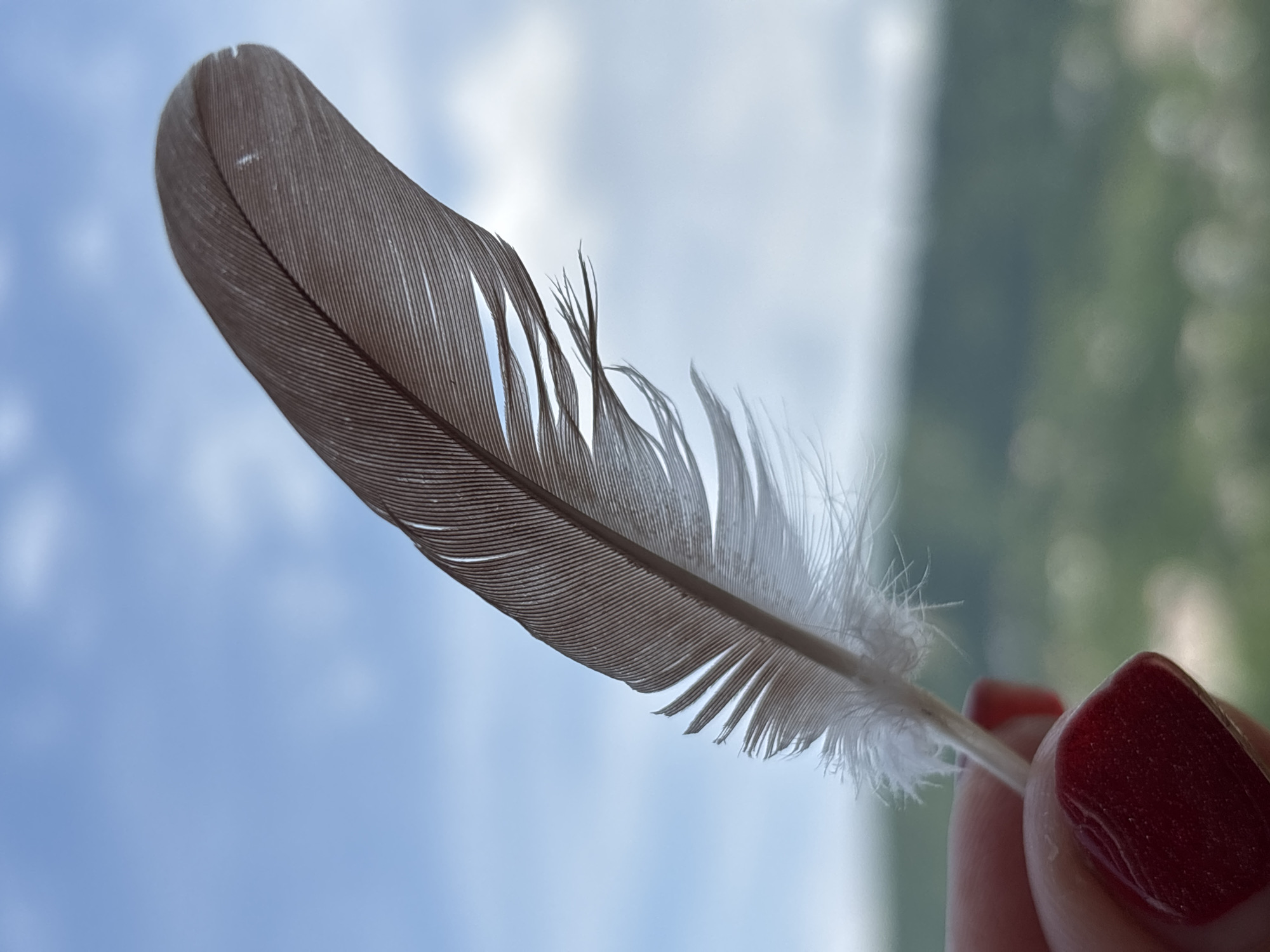 A close-up, vertical, eye-level shot shows a hand with dark red nail polish holding a single, delicate brown and white feather against a soft-focus, pale blue sky with scattered white clouds. The feather is positioned diagonally, with its fluffy white base near the thumb and forefinger, and its darker, structured midsection extending upwards and to the right. The background behind the feather is a blurred landscape of green hills and distant foliage, with some white bokeh highlights suggesting a sunny day. The hand is a light skin tone. There is no indication of the city of Sochi, Russia, in the image.