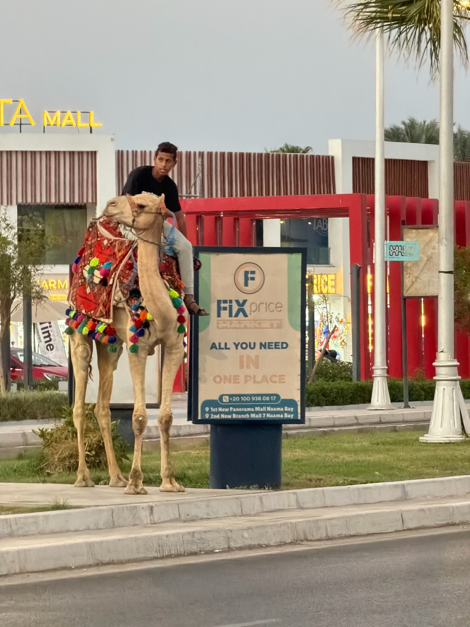 A young man is riding a camel decorated with colorful tassels and woven blankets in front of a building with bright yellow signage that reads "TA MALL". The man is wearing a black t-shirt and blue jeans. Behind the camel is a blue advertisement billboard with the text "FIX price" and "ALL YOU NEED IN ONE PLACE". The billboard also displays a phone number and addresses related to Panorama Mall Naama Bay and New Branch Mall 7 Naama Bay, indicating the location is in Sharm El Sheikh, Egypt. The environment appears to be a commercial area with a palm tree visible on the right side of the image and greenery and a street in the foreground. The sky is overcast.