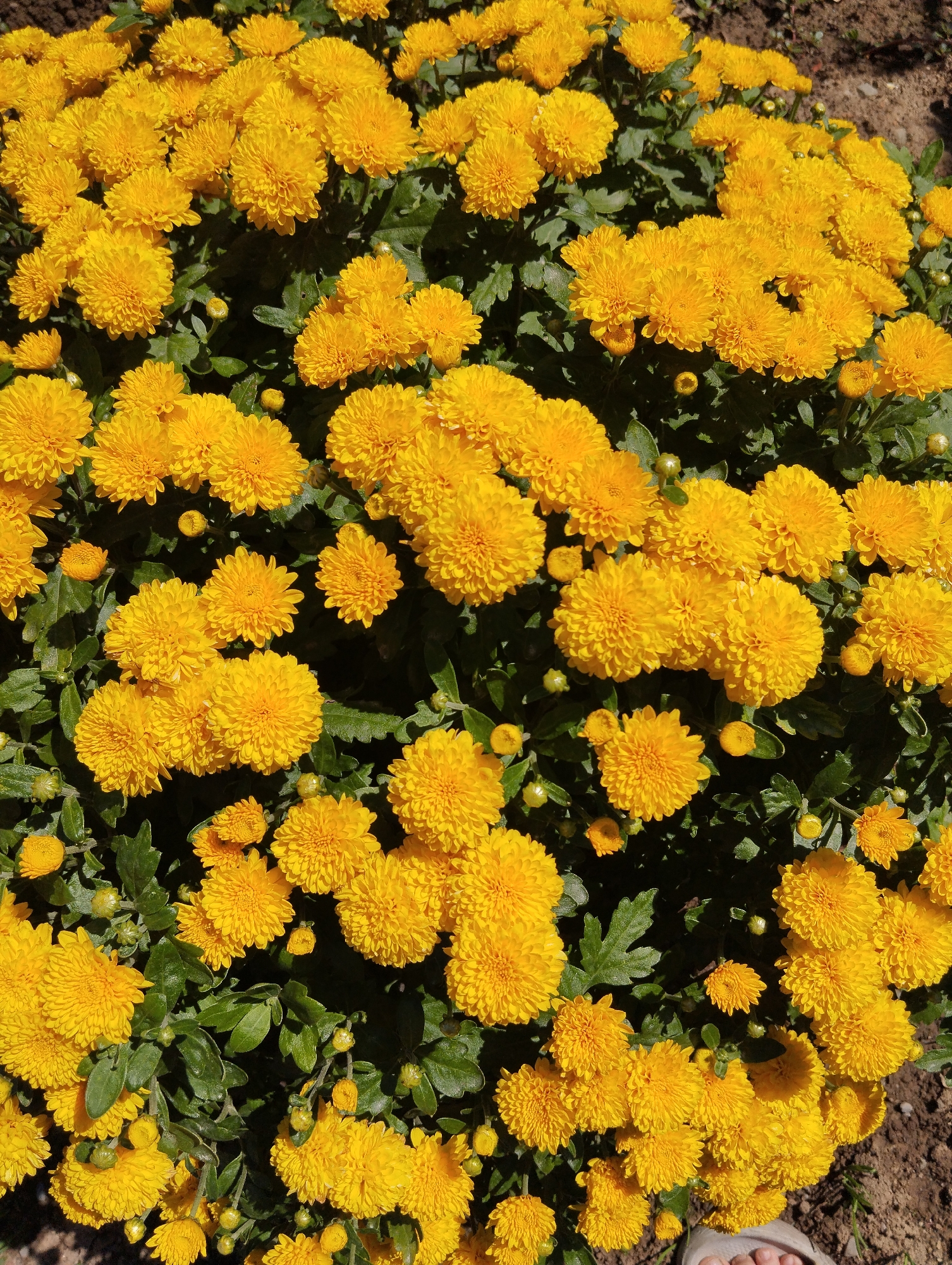 A dense cluster of bright yellow chrysanthemums fills the frame of this vertical, eye-level shot. The flowers are in full bloom, with many blossoms showing intricate petal formations and some buds also visible. Dark green leaves are interspersed among the flowers, providing a contrast to the vibrant yellow. The background consists of brown soil, suggesting an outdoor setting. The lower right corner of the image shows a sliver of a person's foot, wearing a light-colored sandal, indicating a human presence near the flowers. The scene appears to be in a garden or park setting.