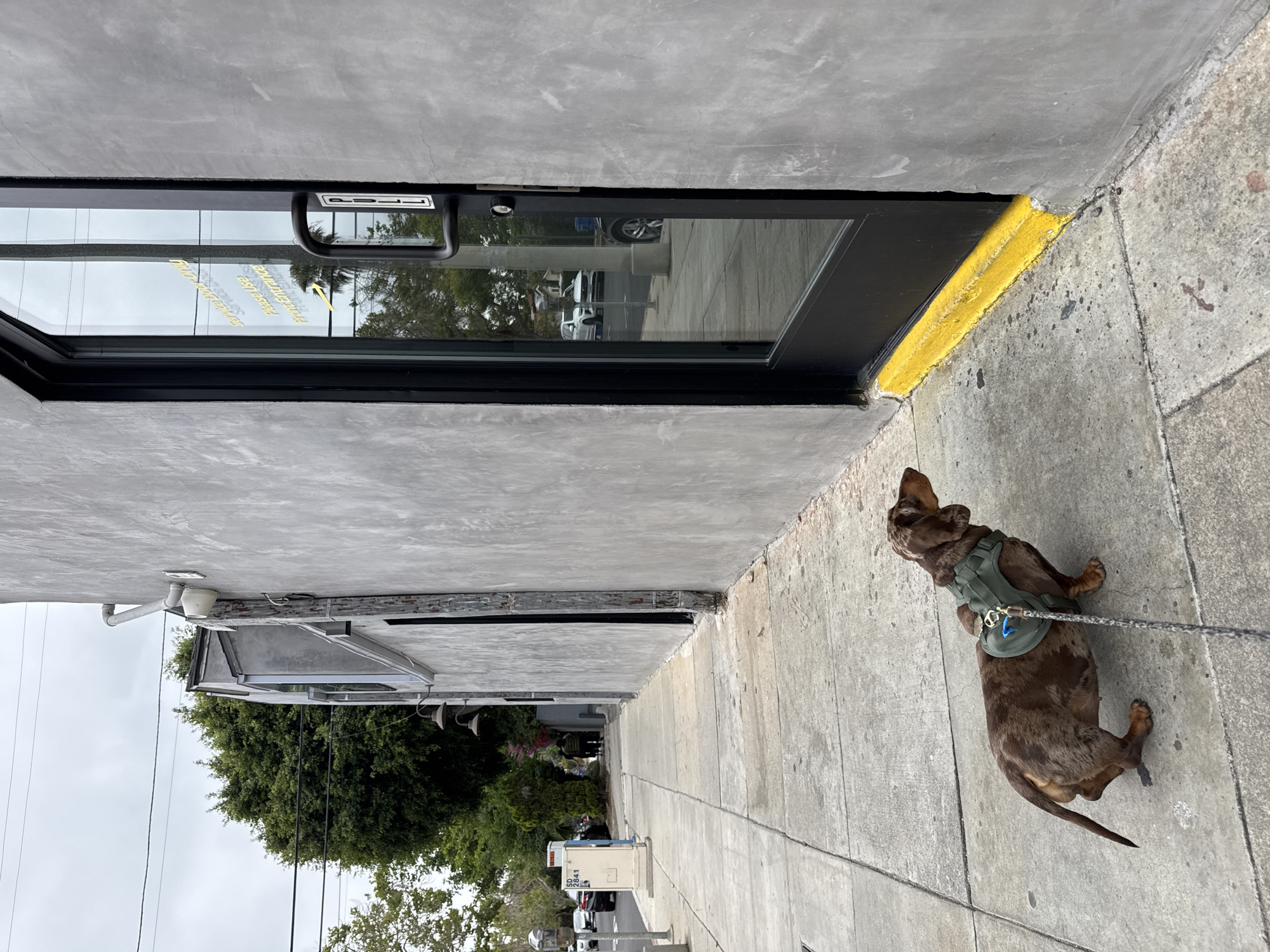 The photograph shows a dappled brown dachshund wearing a green harness sitting on a concrete sidewalk next to a building in Los Angeles, United States of America. The building has a gray concrete exterior with a black-framed window. A yellow painted stripe is visible along the bottom edge of the building where it meets the sidewalk. The window reflects the street scene. Behind the building, trees and parked cars are visible.