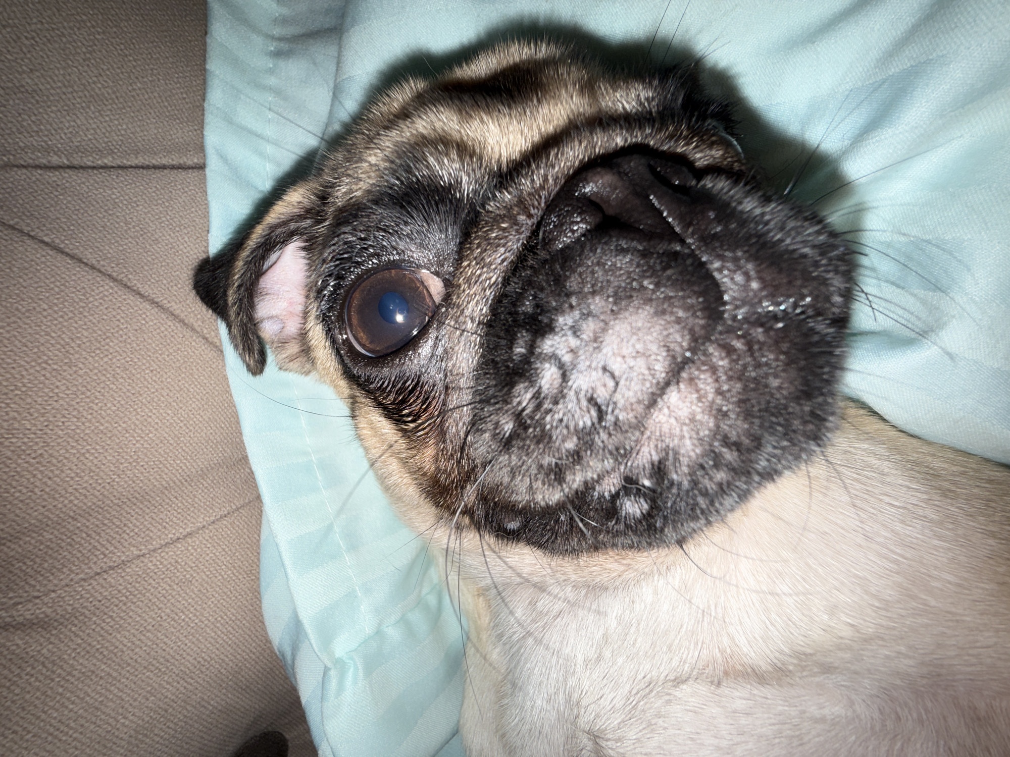 A close-up, overhead shot captures the face of a pug lying on a light blue sheet. The pug's fawn-colored fur transitions to black around its eyes, snout, and ears. The animal's right eye is wide open, reflecting a bright blue light, and appears to be looking slightly off-camera. Its wet nose and snout are prominent, with small droplets of moisture visible. The pug's left ear is partially folded. The background consists of a textured, beige surface, likely upholstery. The scene is devoid of any people or other identifiable objects. The image appears to be taken indoors in a domestic setting.
