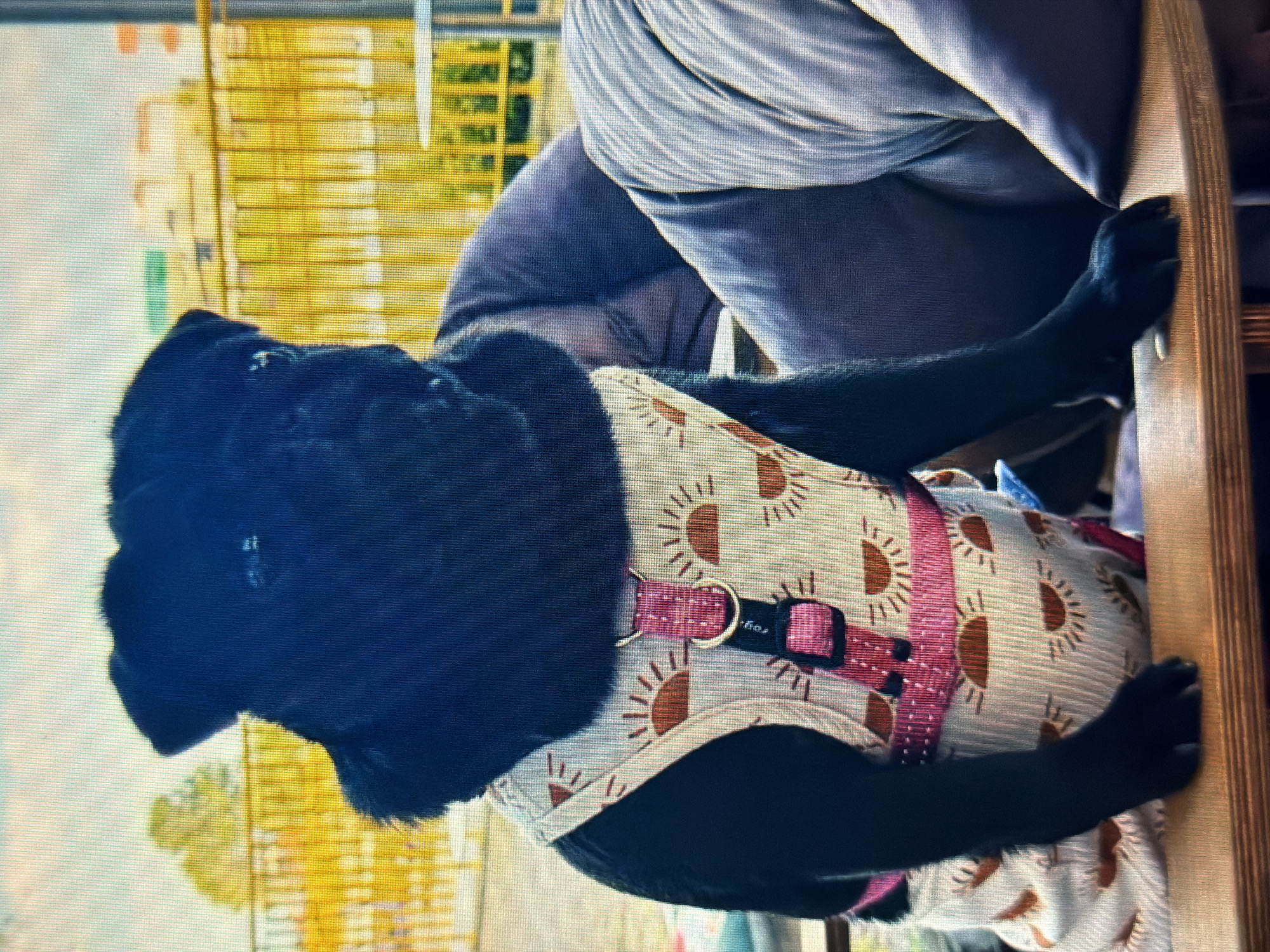 A black pug wearing a white harness adorned with a sun pattern sits on a wooden surface. The pug is positioned in the foreground, facing to the right. Behind the pug, blurry figures are seated on cushioned furniture. The background features a yellow fence and buildings under a bright sky, suggestive of an outdoor setting in the city of Sirius, Russia.
