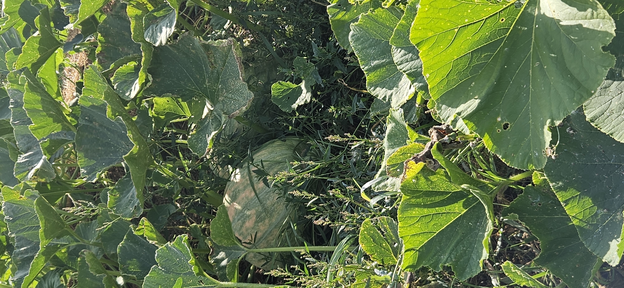 A pumpkin is growing amongst large green leaves and other vegetation in a field. The pumpkin is partially obscured by the leaves and appears to be light green with darker green striping. The overall scene is an outdoor agricultural setting.