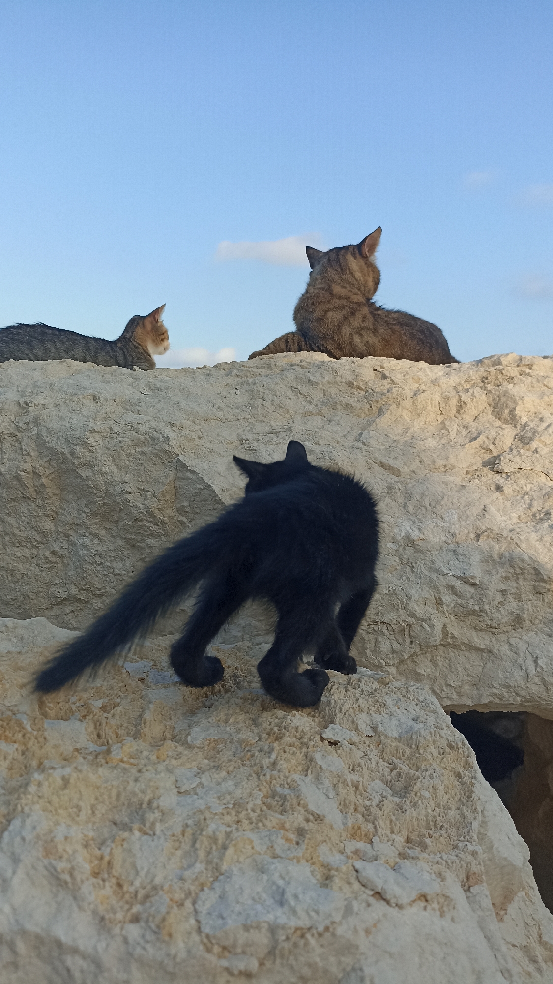 Three cats are positioned on large, light-colored rocks under a clear blue sky with a few scattered clouds. In the foreground, a black cat with a long, bushy tail is facing away from the camera, with its hindquarters and tail prominently displayed as it appears to be moving or climbing on the rocks. Its back is arched, and its tail is held high and extended. Behind the black cat, a tabby cat is sitting on a higher rock, also facing away from the camera, with its back and head visible. Further in the background, another tabby cat is lying down on a rock, facing left and looking slightly away from the viewer. The scene appears to be outdoors during the daytime, likely late afternoon or early evening given the lighting. The rocky terrain suggests a natural or perhaps coastal environment. The mood is peaceful, with the cats seemingly relaxed or engaged in their own activities in the sun. There is no visible text in the image.