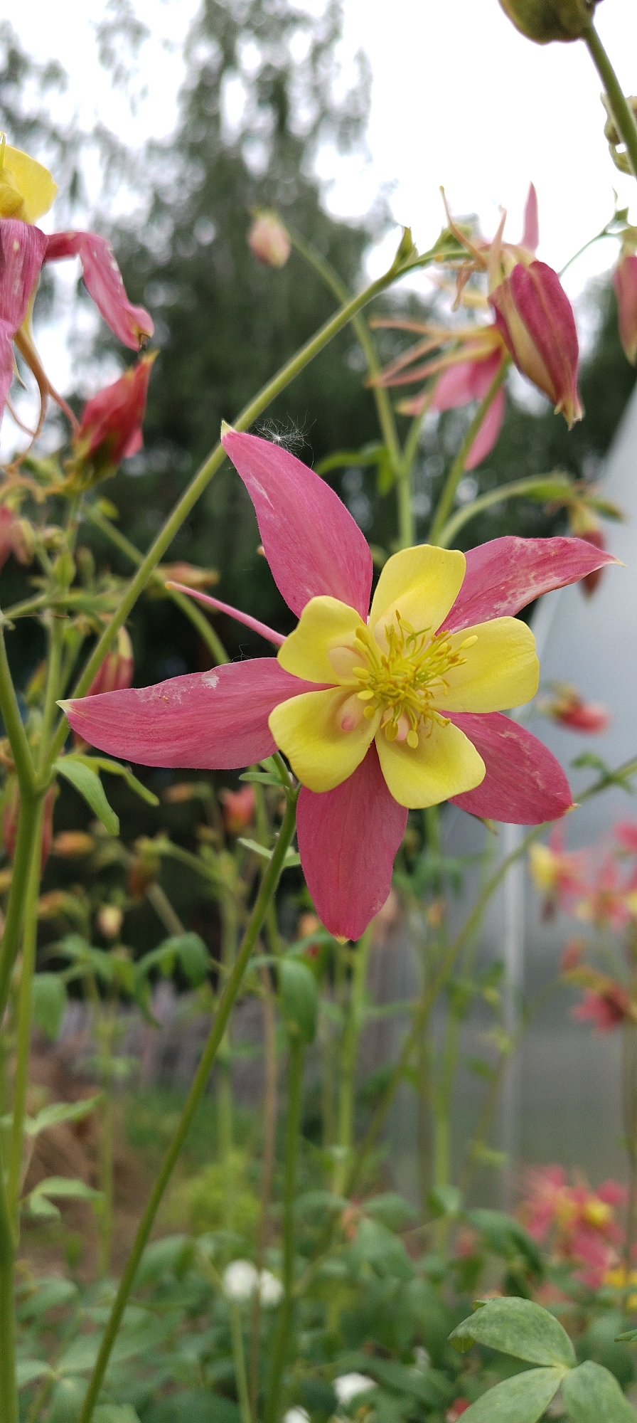 The scene depicts an outdoor garden in Зипуново, Russia, featuring a bicolored Columbine flower (Aquilegia) in sharp focus, positioned slightly right of center. The flower displays prominent deep pink outer sepals and bright yellow inner petals, which form a cup-like structure surrounding a central cluster of yellow stamens. Subtle lighter flecks are visible on the pink sepals, and a small, white, feathery seed is perched on the tip of the upper-right pink sepal.
The foreground and midground are filled with blurred green stems and leaves, along with several other Columbine flowers and buds in various stages of bloom, exhibiting similar pink and yellow coloration. The background is largely out of focus, showing indistinct green foliage, likely trees, against a bright, diffused sky, suggestive of an overcast day. A vertical, light-colored structure, possibly a greenhouse wall, is partially visible on the far right side of the image. The overall environment suggests a cultivated garden setting with natural, soft lighting.