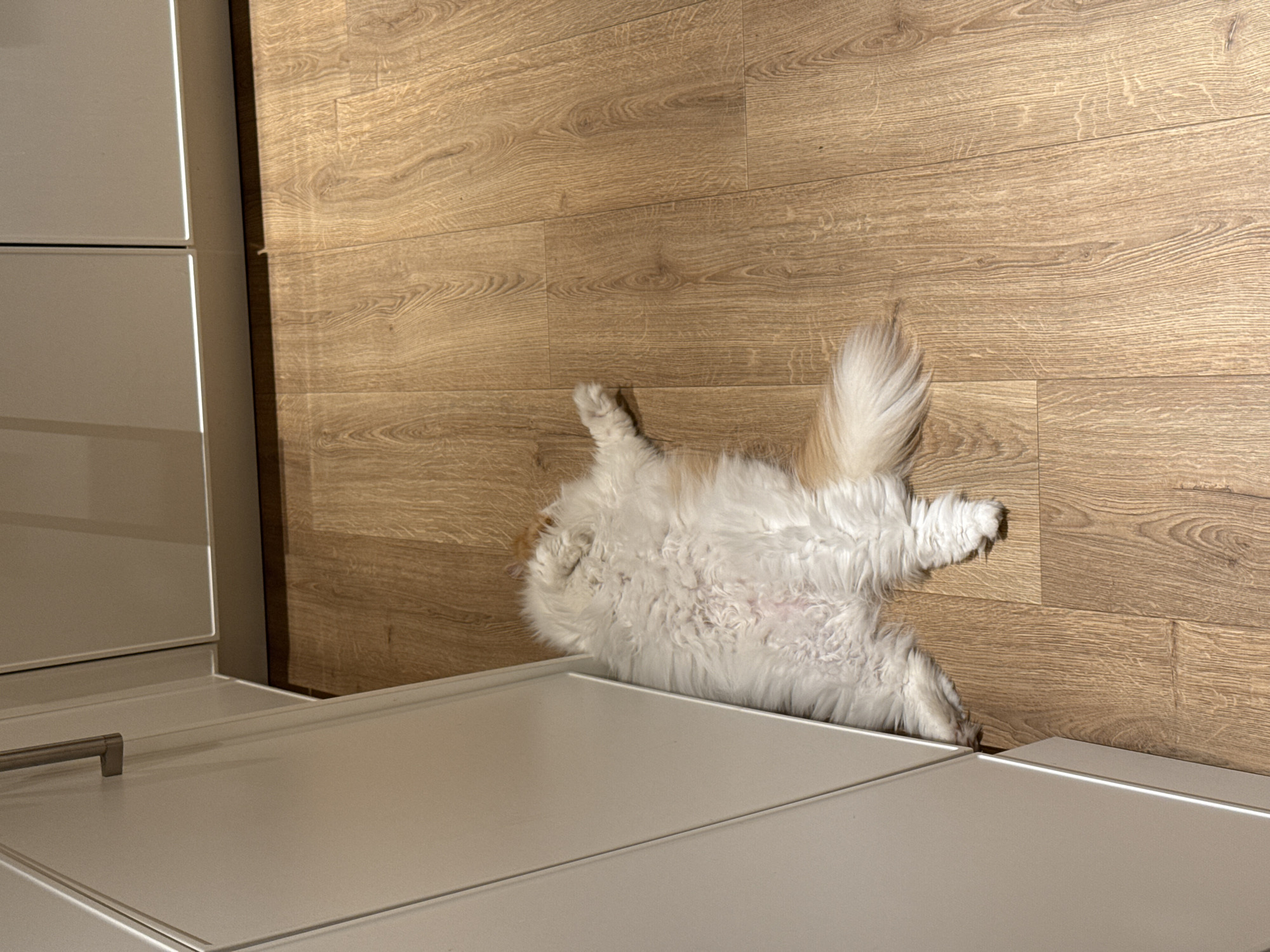 A long-haired white and tan dog is lying on its back on a light-brown wood floor next to a cabinet with light-gray doors and a metal handle. The location is indoors and the setting appears to be a kitchen. There is no indication of the location being in Barcelona, Spain.