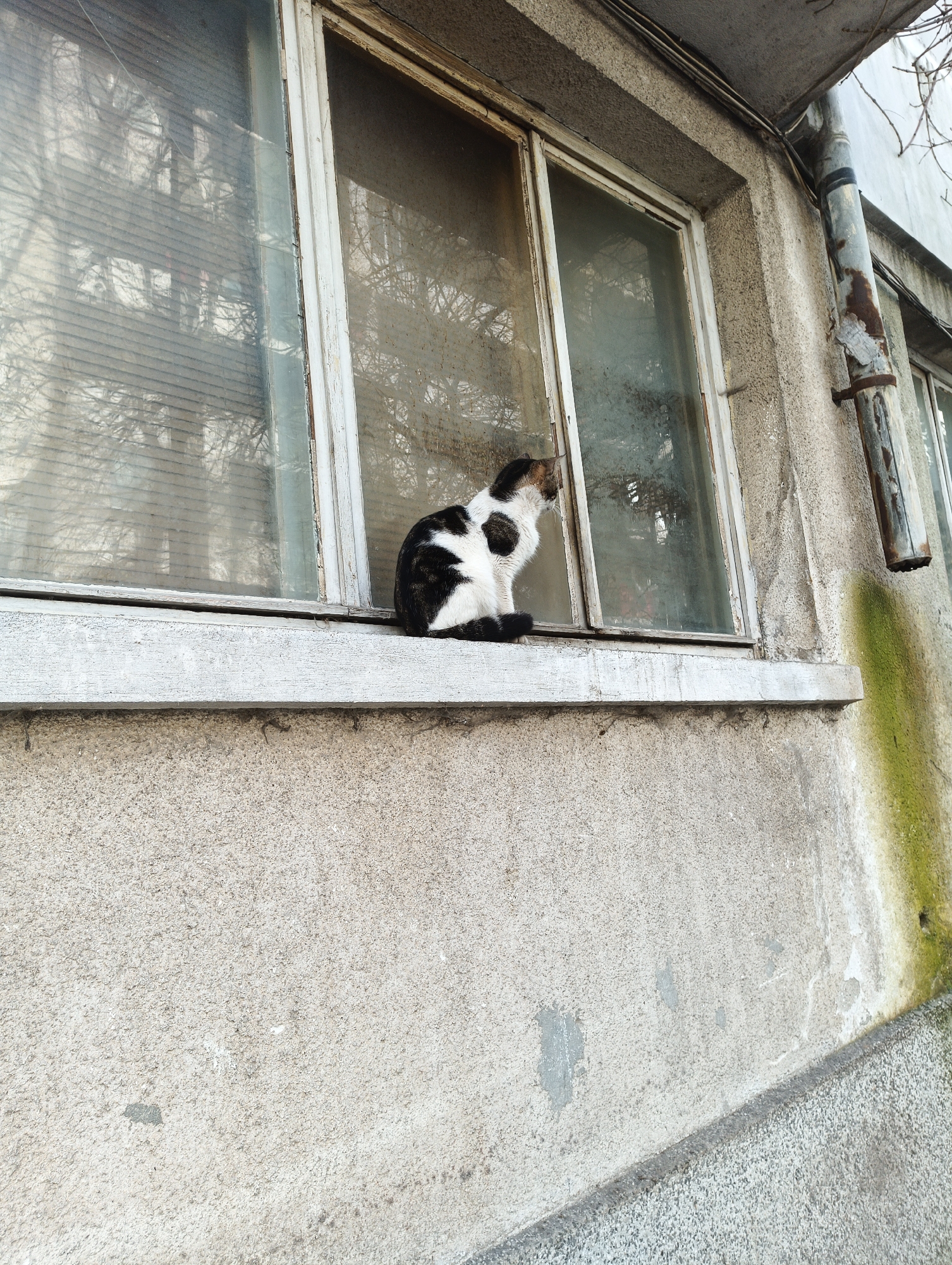 A medium, eye-level shot depicts a black and white cat sitting on a window ledge on an old, concrete building. The cat faces right towards the dirty window and appears to be looking outside. The window frame is painted white and shows signs of age and weathering. A rusty, vertical pipe runs along the right side of the window. Green moss is visible on the lower right part of the concrete wall. The building is likely located in Burgas, Bulgaria.