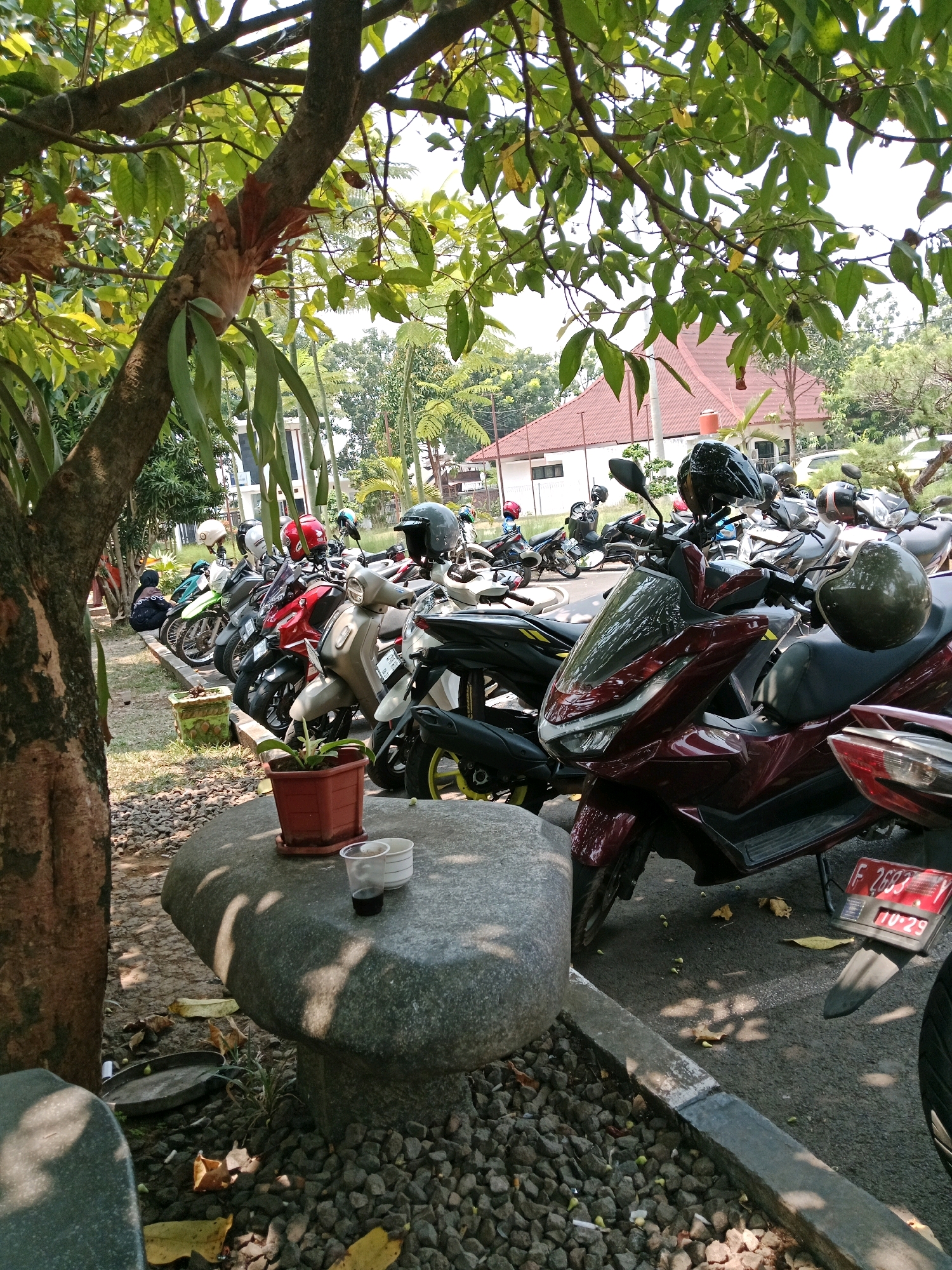 In Karangtengah, Indonesia, a parking area is depicted under the shade of a tree. Several motorbikes are parked in a row. In the foreground, a stone table with a potted plant, a small potted seedling, and two disposable cups, one with a dark liquid, are present. A large tree trunk with an epiphytic plant is to the left. Beyond the motorbikes, a building with a reddish-brown tiled roof and white walls is visible, surrounded by greenery. The ground is covered with gravel and asphalt. The scene appears to be a tranquil outdoor space, possibly near a building or facility where people park their motorbikes.