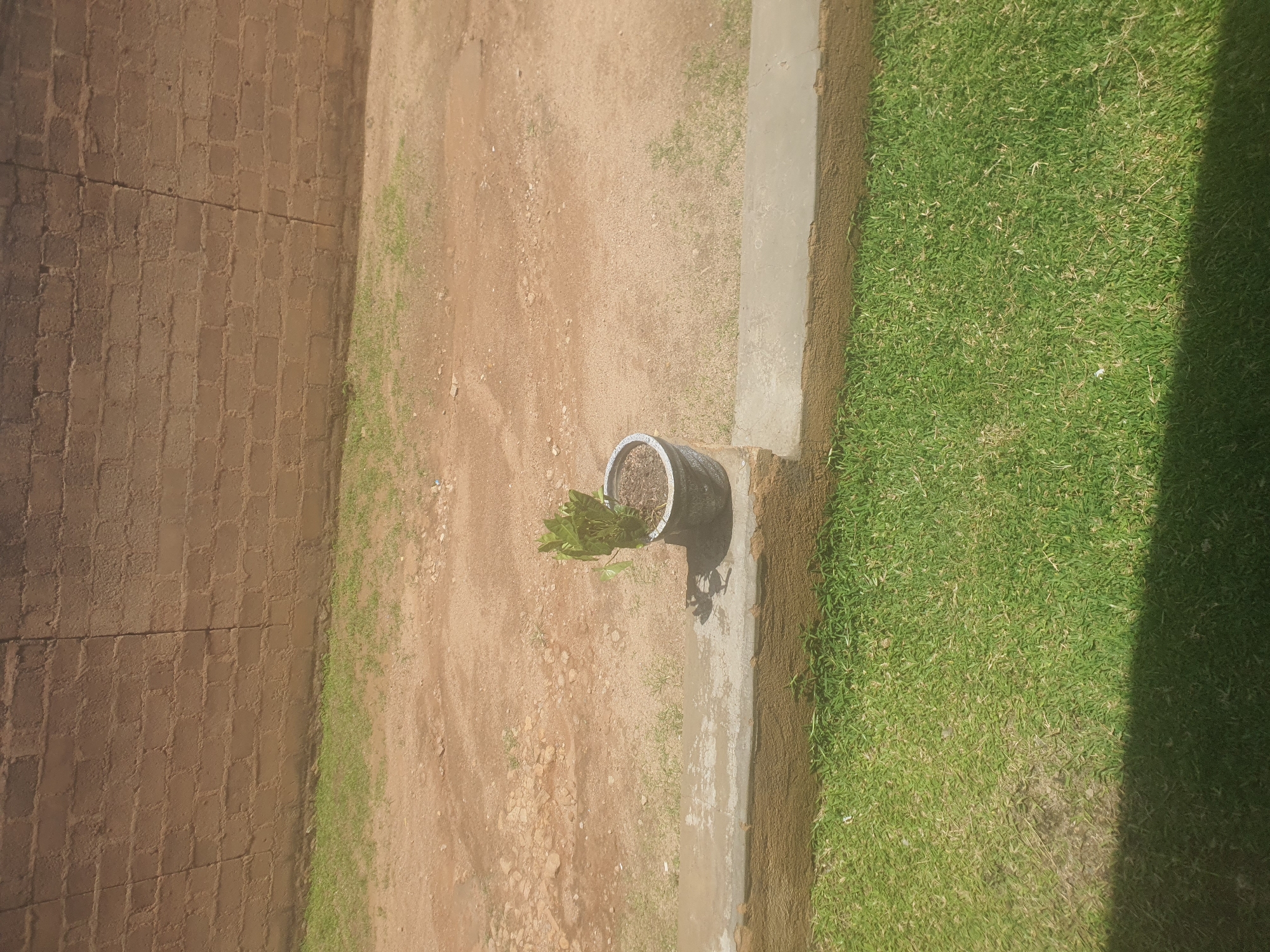 This is a top-down, medium shot of an outdoor scene, likely taken during the day. The image is oriented sideways, with the bottom of the frame on the left and the top on the right.
The scene is divided into three distinct vertical sections. On the far left is a wall constructed of reddish-brown rectangular bricks laid in a stretcher bond pattern. Adjacent to the brick wall, in the middle section, is an area of dry, sandy soil with scattered small pebbles and some sparse green grass. In this sandy area, near the bottom of the frame, sits a dark-colored pot with a textured rim. Inside the pot is a small green plant with several leaves.
The rightmost section of the image is a patch of vibrant green grass, well-maintained and lush. A concrete border separates the sandy area from the grass. A dark shadow, cast from an unseen object, covers the right side of the grassy area.
There are no people or animals visible in the image. The activity, if any, is passive; the focus is on the static elements of the environment. Notable details include the contrast between the rough brickwork, the dry earth, and the manicured lawn. The lighting suggests it is daytime, and the strong shadow indicates bright sunlight. There is no visible text in the image. The overall impression is of an outdoor space with distinct textural and color variations, possibly a garden or yard area in Jos, Nigeria, given the location context.