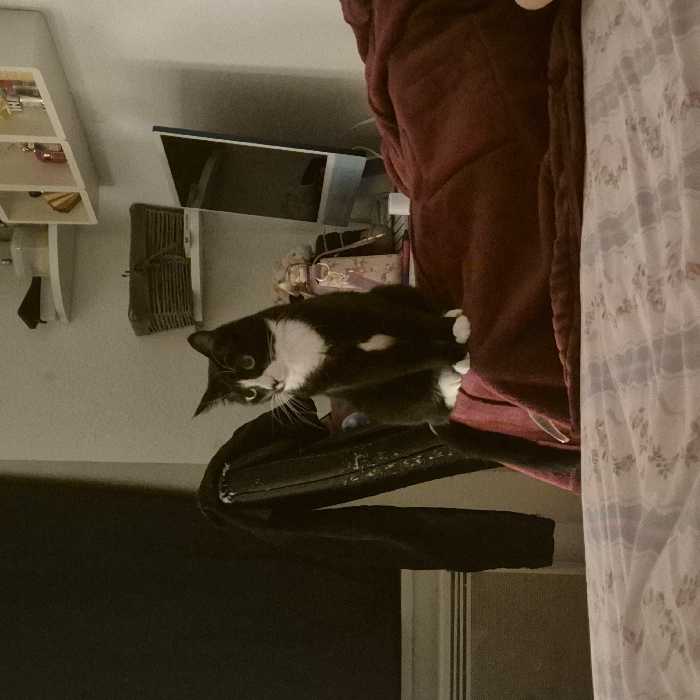 A black and white cat sits on a dark, patterned surface next to a burgundy blanket and a patterned curtain. A shelf unit and a vanity mirror are in the background. The cat stares directly at the viewer. The image is oriented vertically.
