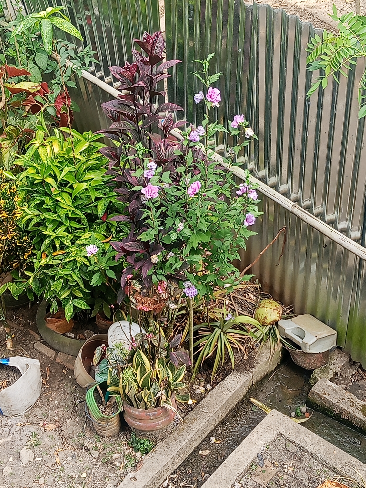In Makale, Indonesia, a collection of potted plants thrives near a corrugated metal fence. The plants exhibit a variety of leaf shapes and colors, including deep red foliage on one plant and variegated green and yellow leaves on another. Several delicate pink flowers bloom on a slender stem. Surrounding the plants are various garden elements: a white plastic bag, terra cotta pots of different sizes, and a green plastic bottle repurposed as a planter. A coconut and a discarded white plastic container rest on the ground. A narrow, partially filled concrete channel runs through the scene, with a yellow object submerged within it. The ground is covered with loose soil and small stones.