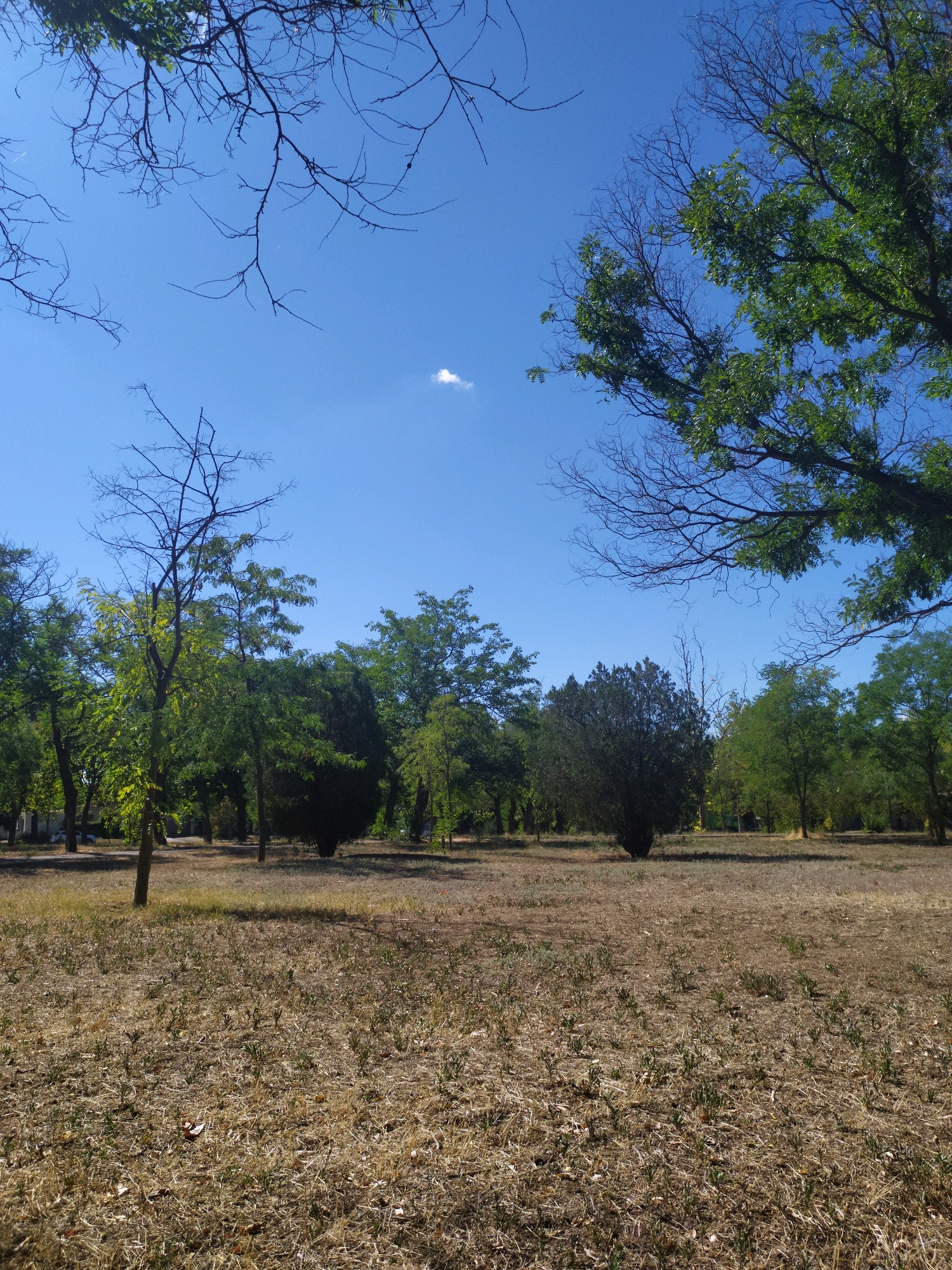 A vertical, eye-level shot captures a park-like scene under a bright blue sky with a single, small white cloud. In the foreground, dry, brown grass and a few scattered leaves cover the ground, indicating a dry season. A thin, bare tree stands in the mid-ground, its branches stark against the sky. Beyond it, a dense stand of green trees forms a backdrop, with a dark, conical evergreen tree to the right of the bare tree. The branches of leafy trees frame the upper portion of the image, with some branches bare and others covered in green foliage. The scene appears to be in a park in Mykolaiv, Ukraine, characterized by its dry ground and mixed vegetation under a clear, sunny sky. There are no people or animals visible in the image.