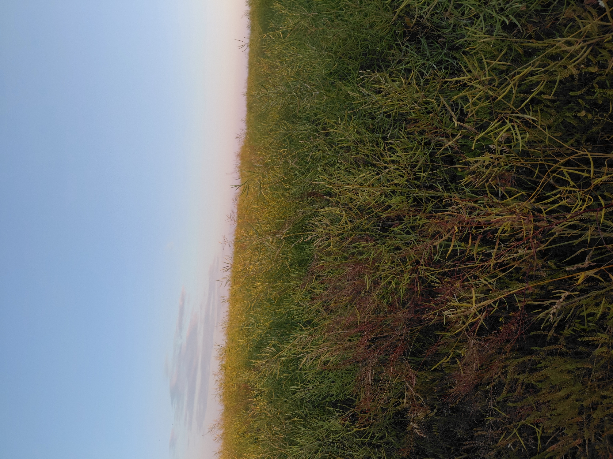A vertical, medium-shot photograph captures a field of green plants with seed pods under a pale blue sky with a hint of pink on the horizon. The plants are dense and tall, obscuring the ground. Some of the plants in the foreground and midground have a reddish hue, suggesting they are either a different type of vegetation or in a different stage of growth. The sky takes up approximately the top third of the image, and the field occupies the bottom two-thirds. The lighting suggests it is either sunrise or sunset. There are no people or man-made structures visible in the image.