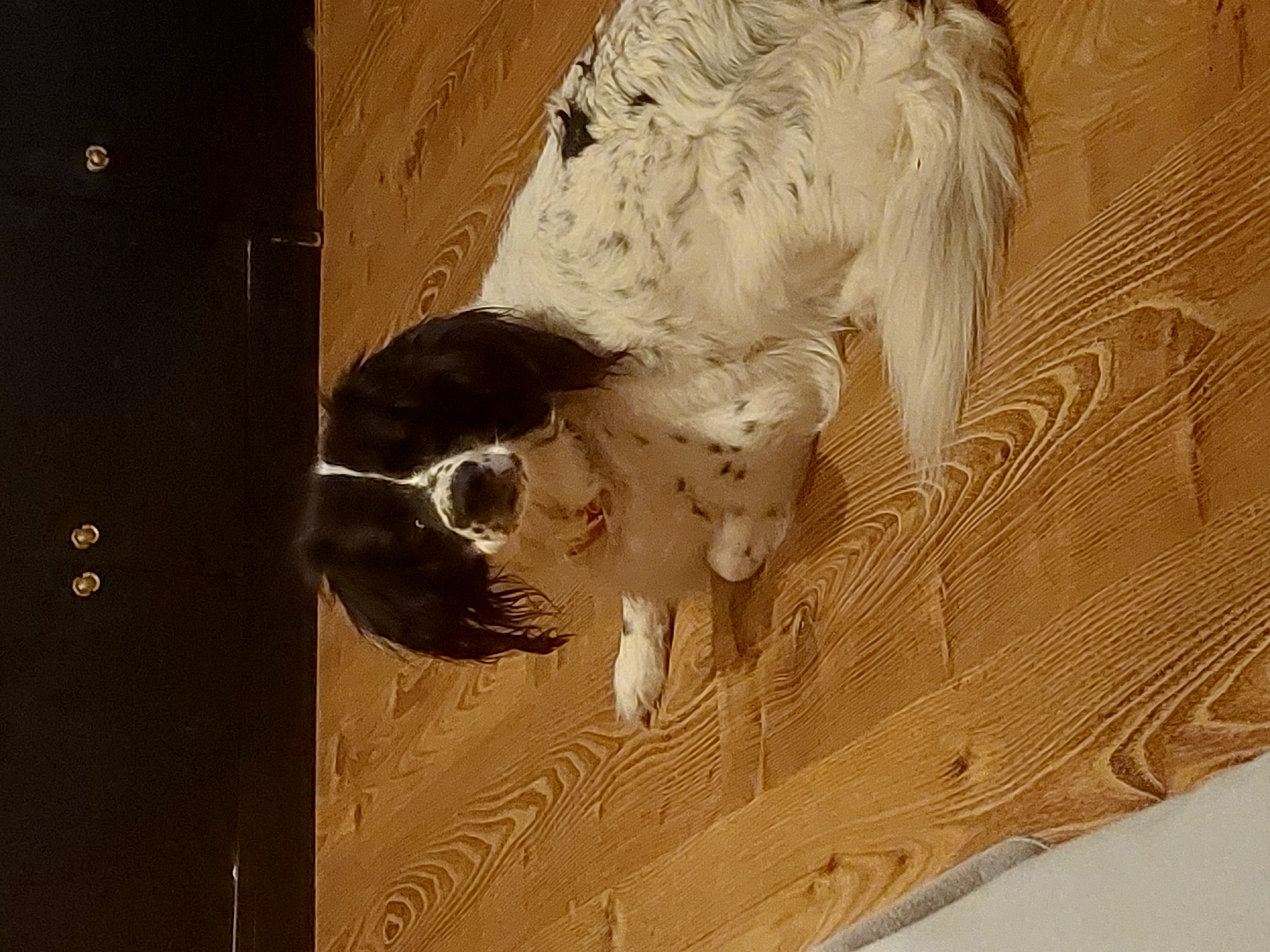 A taxidermied animal head, possibly a goat, is mounted on a wood paneled wall. The head is angled downwards and slightly to the left. The animal has long, black hair on the top of its head and white and black spotted fur covering the rest of its head and body. A section of a dark cabinet with two metal knobs is visible on the left side of the image. Part of a white object is visible in the bottom right corner of the image. The location of the image is Tsarevo, Bulgaria.