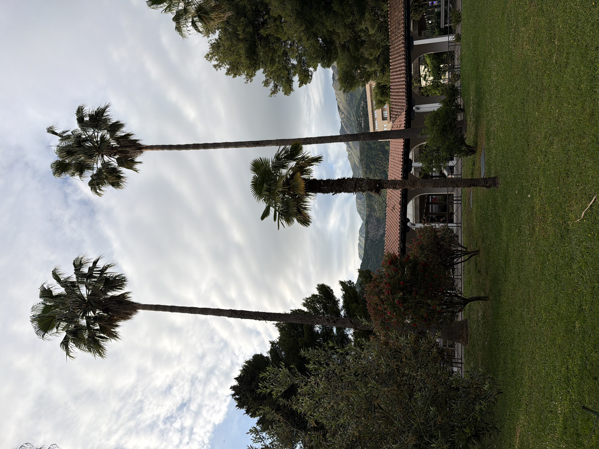 The image shows a landscape in Budva, Montenegro. The foreground contains three tall palm trees with long, slender trunks and fan-like crowns. Behind the trees, there is lush green grass and various bushes and small trees. Further in the background, a building with a red tile roof is visible, and behind that, a mountain range appears in the distance under a cloudy sky. The photo is oriented in a landscape format.
