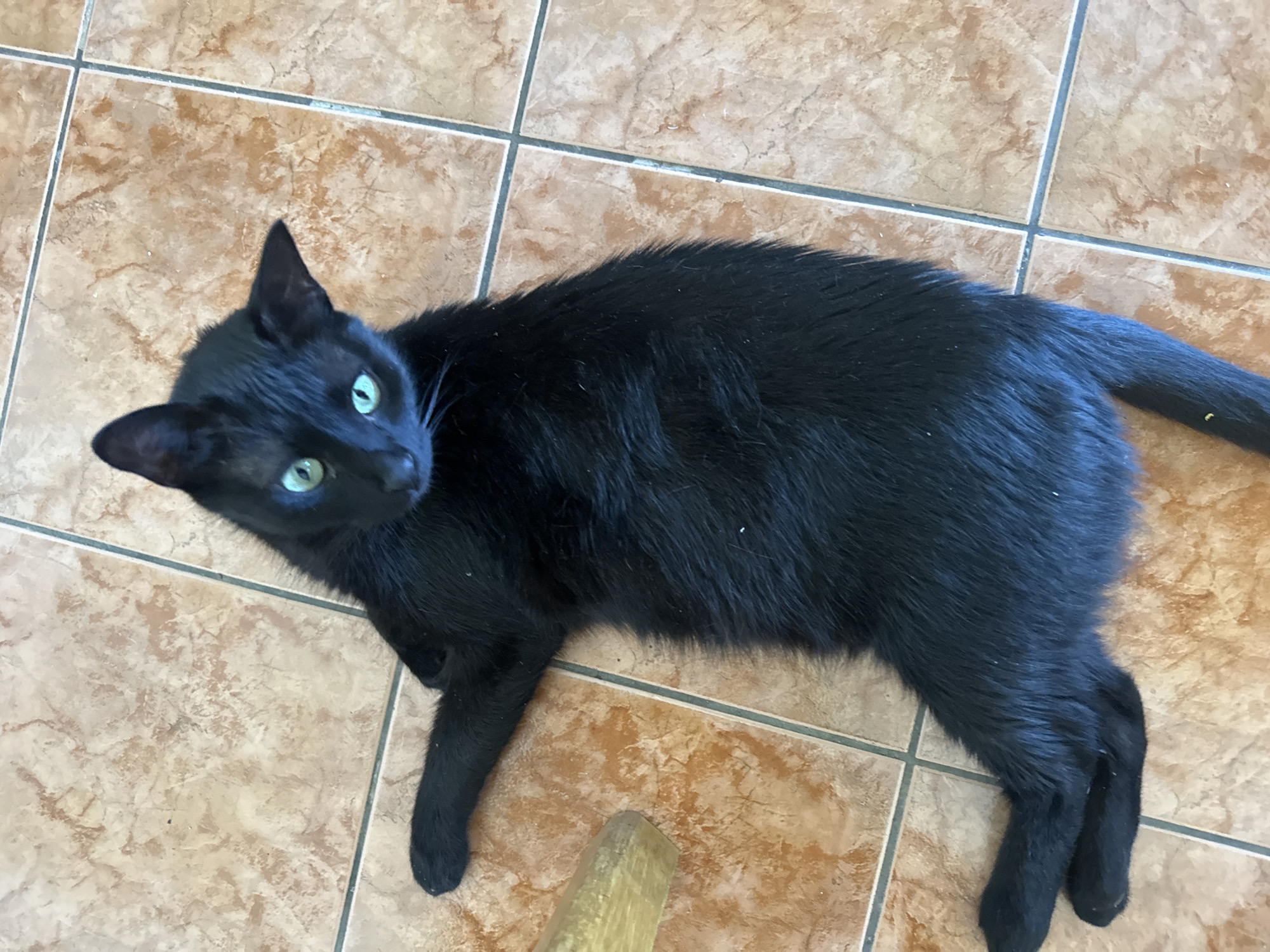 A black cat with bright green eyes lies on a tiled floor in Budva, Montenegro. The cat is positioned diagonally across the frame, with its head slightly raised and turned towards the viewer. Its body is relaxed, with its legs splayed out. The tiled floor is made of large, square tiles with a brown, marble-like pattern. The lighting suggests it is daytime, possibly indoors. There is a small portion of a light-colored wooden object visible on the left side of the image.