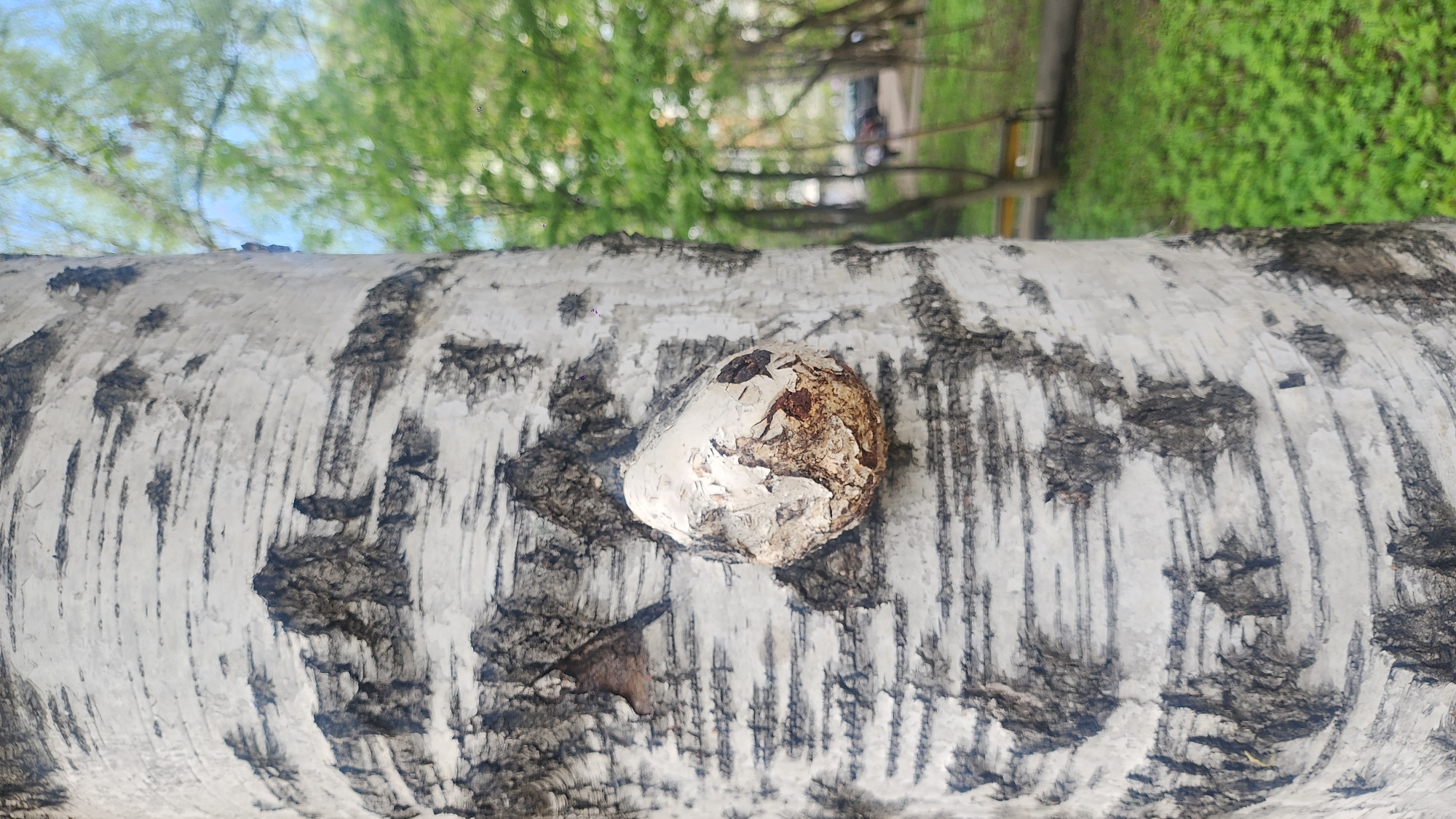 The image shows a close-up of a birch tree trunk, focusing on a rounded, growth-like formation on the bark. The bark exhibits the typical white and black markings characteristic of birch trees. The growth appears partially covered with peeling, whitish material, with some brown areas visible underneath. The background is blurry, suggesting a natural setting with foliage and possibly other trees. It is hard to recognize buildings or streets in the background that allow to identify Moscow location. The image appears to be taken during the daytime with good lighting. No people are visible.