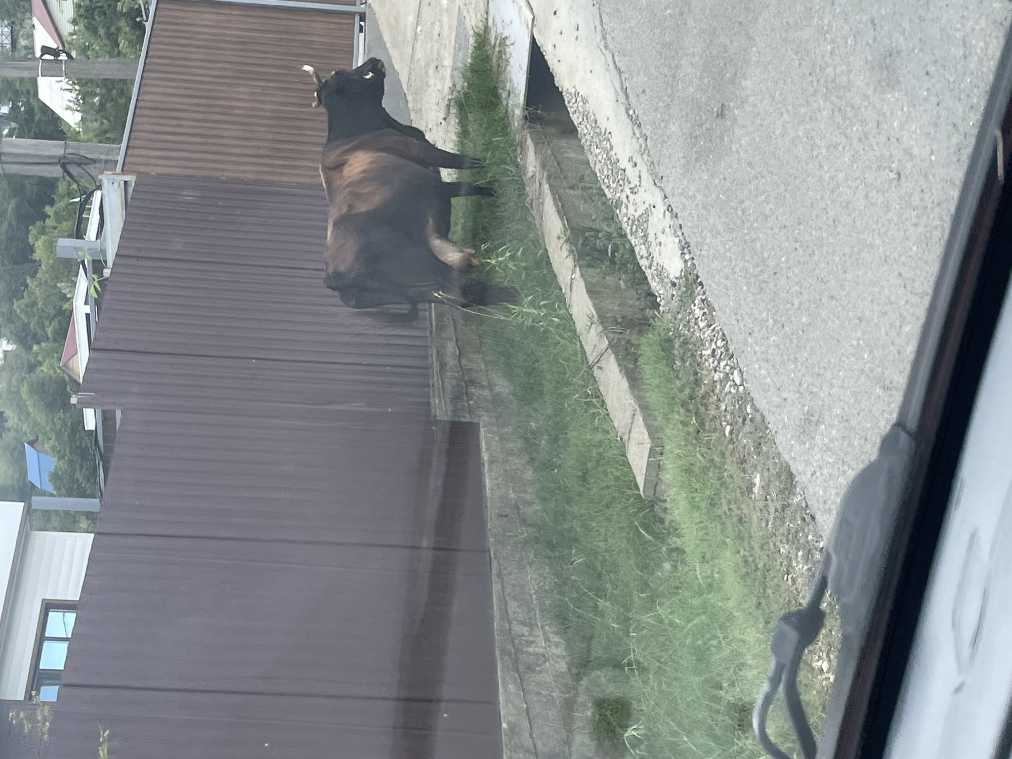 A dark brown cow with white markings on its ears stands in a grassy area next to a drainage ditch in Vysokoye, Russia. The cow is facing right, with its tail raised. Behind the cow is a tall, brown metal fence. To the left of the fence, a white building with a blue-tinted window is visible. The ground in front of the fence is covered in grass and a concrete structure. The foreground of the image shows the interior of a vehicle, with a windshield wiper visible. The overall environment suggests a rural or semi-rural setting.