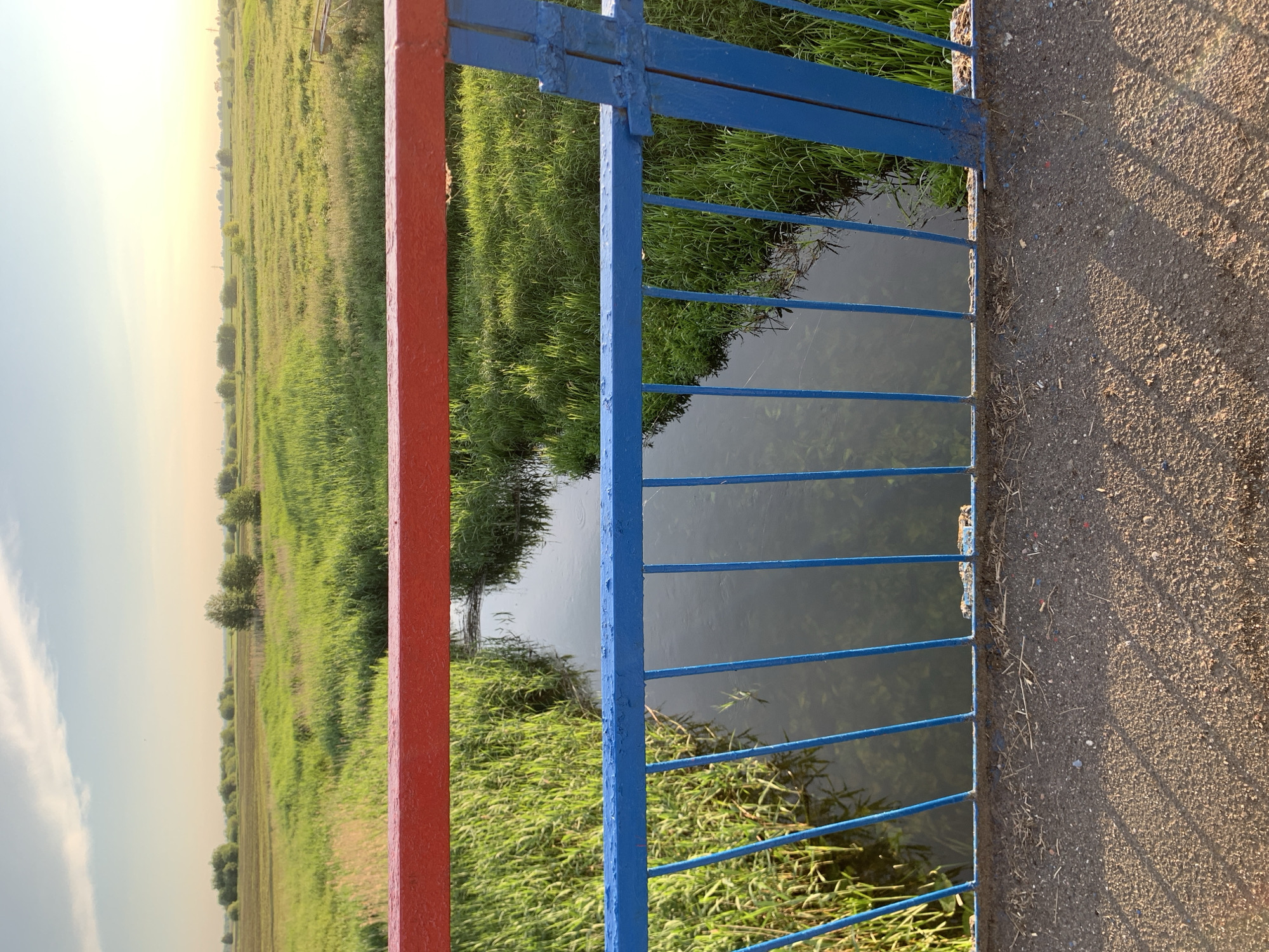 The image is a close-up, eye-level view of a bridge railing overlooking a calm, narrow body of water bordered by tall green grass and vegetation. The bridge railing consists of a thick red horizontal bar on top and a blue railing with vertical blue bars below. The water reflects the surrounding greenery and the sky. Beyond the water and grass, a vast, flat green field stretches to the horizon, dotted with scattered trees and shrubs. The sky is a pale blue with a wispy white cloud on the left, and a bright, hazy yellow glow on the right, suggesting either sunrise or sunset. The ground in the foreground is paved with a rough, granular texture and shows shadows cast by the bridge railing. The scene appears to be located in a rural area within the Блеўчыцкі сельскі Савет of Belarus, characterized by open fields and natural water features. There are no people or animals visible in the image.