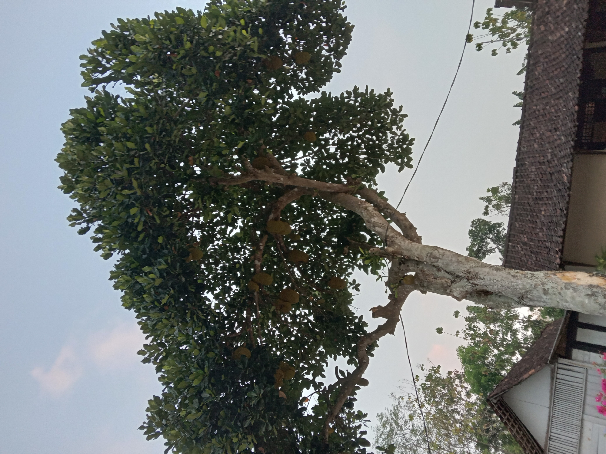 The image depicts a large jackfruit tree laden with numerous jackfruits, set against a pale sky. The tree has a thick, textured trunk and a dense canopy of green leaves. Beneath the tree, there are two traditional Indonesian houses with tiled roofs. The house on the left is white with dark trim and a visible window. The house on the right has a darker facade and a prominent tiled roof. Green foliage from other trees is visible in the background. The scene appears to be outdoors in a rural or semi-rural setting in Kedunggudel, Indonesia, as indicated by the architecture and vegetation. There are no people visible in the image.