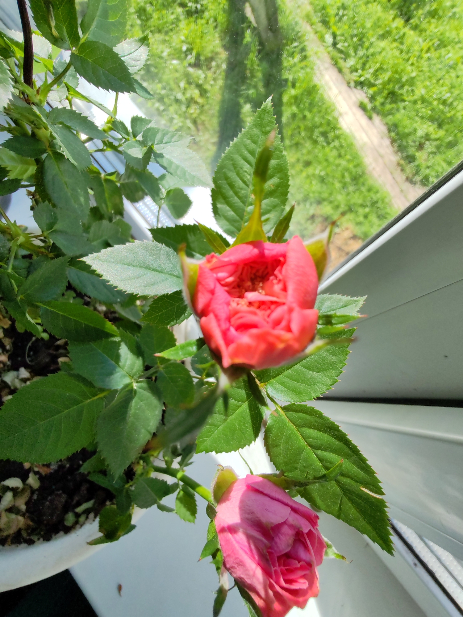 A close-up, high-angle shot shows a potted rose plant with two developing flower buds, one red and one pink, situated on a white windowsill. The red bud is in the upper portion of the frame, appearing slightly more open with visible petals and stamen. The pink bud is positioned below it, appearing tighter. The plant has vibrant green leaves, some with serrated edges. In the background, through a window, a blurred outdoor scene of green grass and a dirt path is visible. The lighting suggests a bright, sunny day. The scene is indoors, on a windowsill, likely in a residential setting. There are no people or animals present.