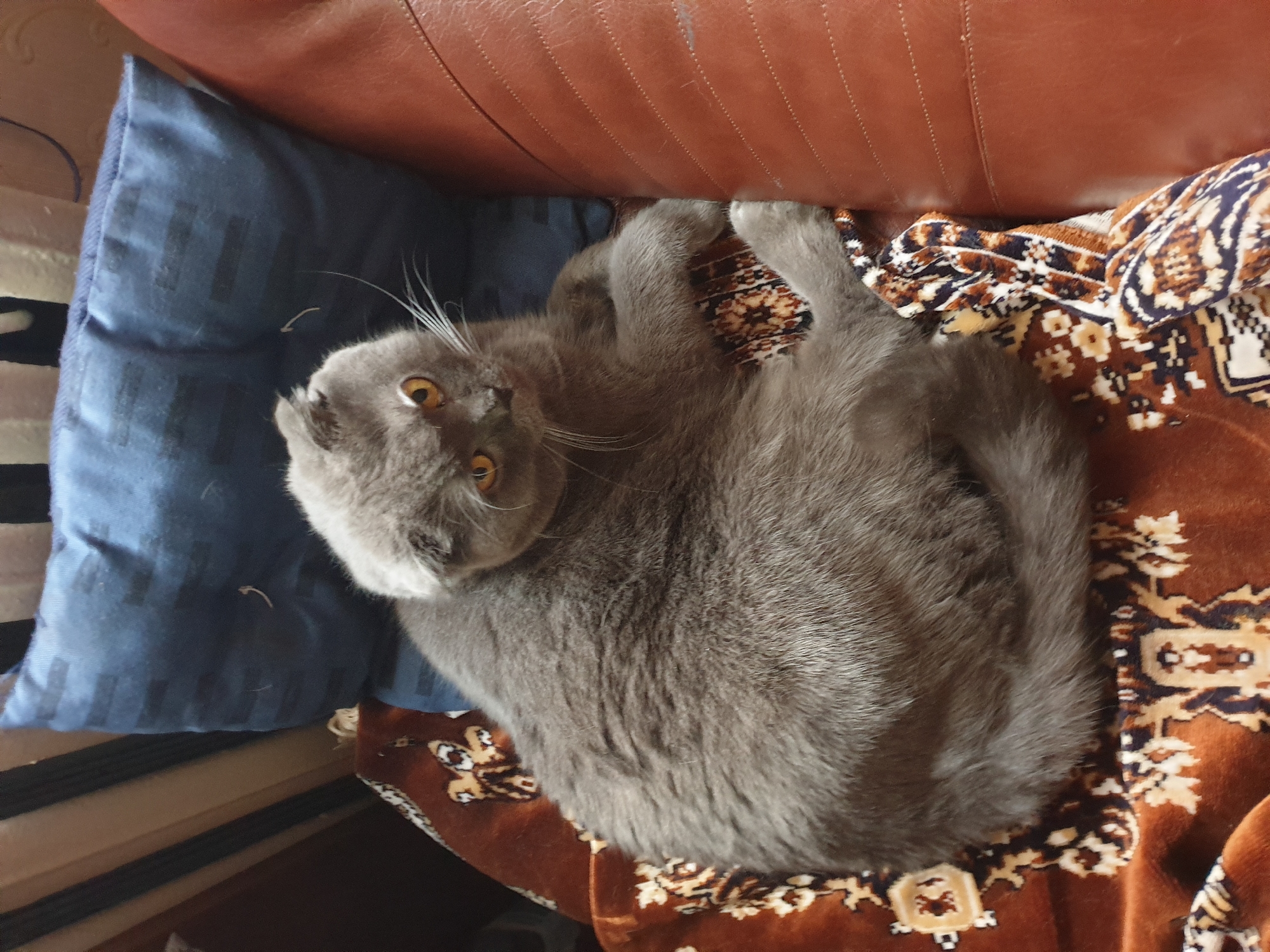 A grey Scottish Fold cat with orange eyes is lying on a patterned blanket. The blanket is draped over a brown leather armchair. Behind the cat is a dark blue pillow. The image appears to be taken indoors, likely in a residential setting. There is no information provided that would allow for the determination of the location in the city of Lozovyi Yar, Ukraine.