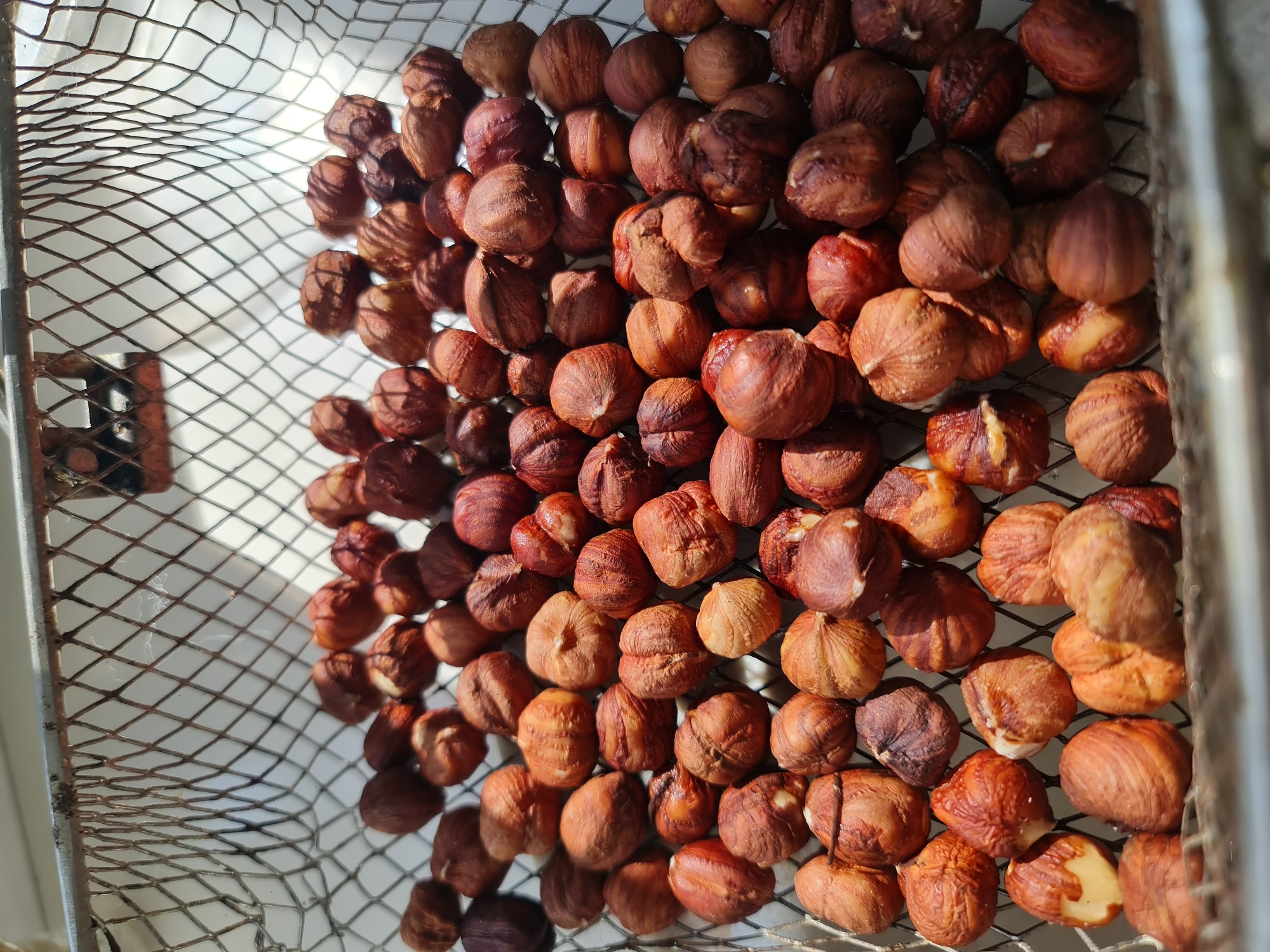 A close-up, overhead shot shows a metal basket filled with raw hazelnuts. The hazelnuts are a warm, reddish-brown color and have a wrinkled texture. Some of the nuts are whole, while others are cracked open, revealing lighter interiors. The basket has a diamond-shaped mesh pattern. Sunlight streams in from the top left, casting shadows through the mesh onto the nuts and creating a dappled effect. The background is out of focus and appears to be a light-colored surface. There is no indication of any location in the city of Angarsk, Russia, or any people, actions, or interactions.
