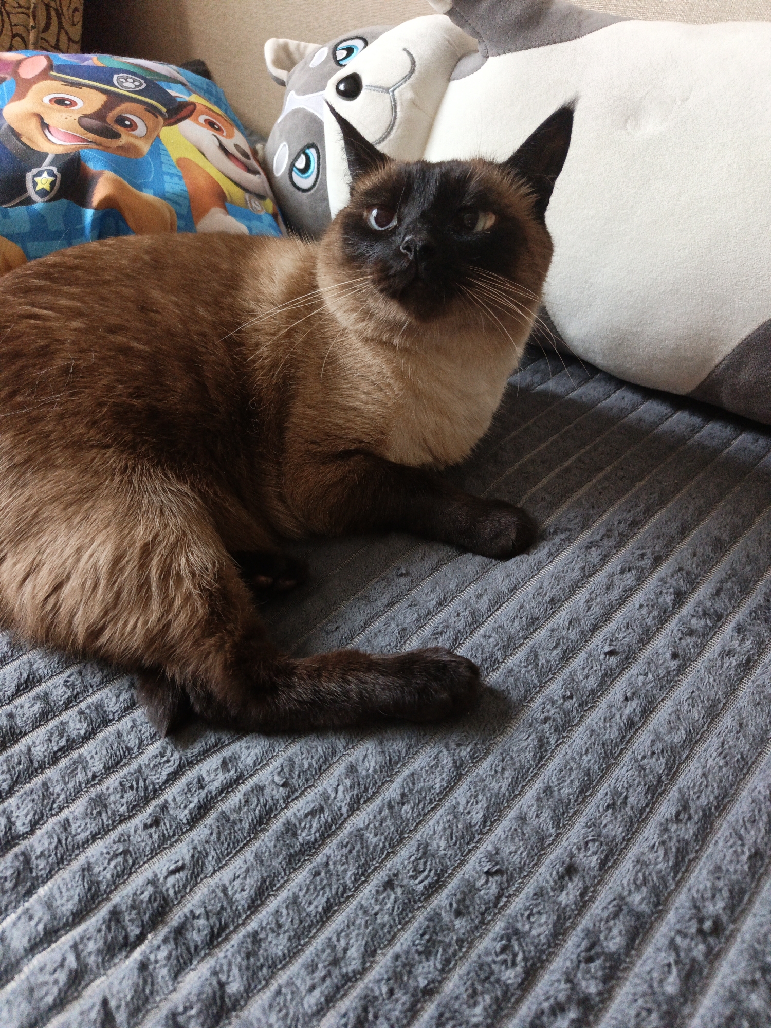 A Siamese cat lies on a gray, ridged blanket or cushion, with a Paw Patrol pillow and a gray and white stuffed animal visible in the background. The location is not discernible from the image.