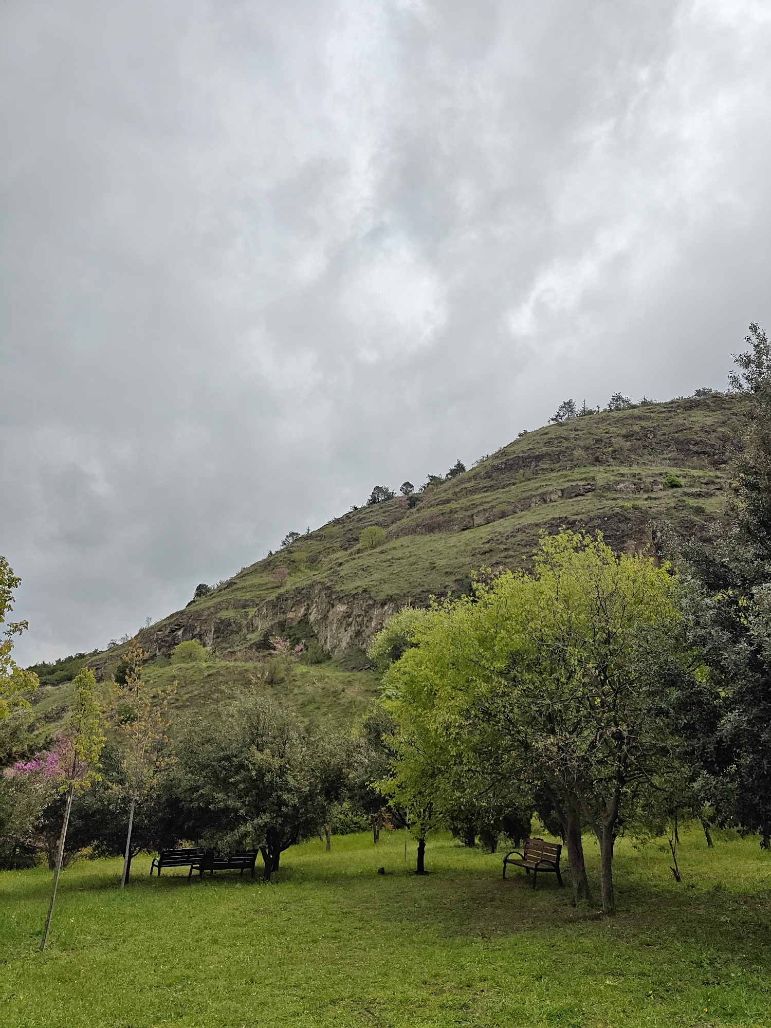 This image presents a serene landscape featuring a verdant park at the base of a large, grass-covered hill under an overcast sky. The sky is dominated by soft, diffused grey clouds, indicating a cloudy day with muted light and no harsh shadows.
The prominent subject is a steep hill or mountain slope in the background, rising from the mid-left towards the upper right of the frame. Its surface is a mosaic of lush green grass and visible rock formations, with scattered trees and shrubs clinging to its contours.
In the foreground and midground, a well-kept grassy area extends, dotted with several deciduous trees. Many of these trees display vibrant, fresh green leaves, suggesting the season is spring. A noticeable tree on the far left has delicate pink or purple blossoms, adding a splash of color to the otherwise earthy palette. Nestled beneath the canopies of two different tree groupings, two dark wooden park benches are visible, offering spots for rest and observation. One bench is located in the left-midground, while another is on the right-midground.
No people or animals are present in the scene, enhancing the tranquil and natural ambiance. The weather is clearly overcast. Given the provided context, the location is a park or natural area within Tbilisi, Georgia, showcasing a blend of manicured green spaces and natural mountainous terrain. There is no visible text in the image.