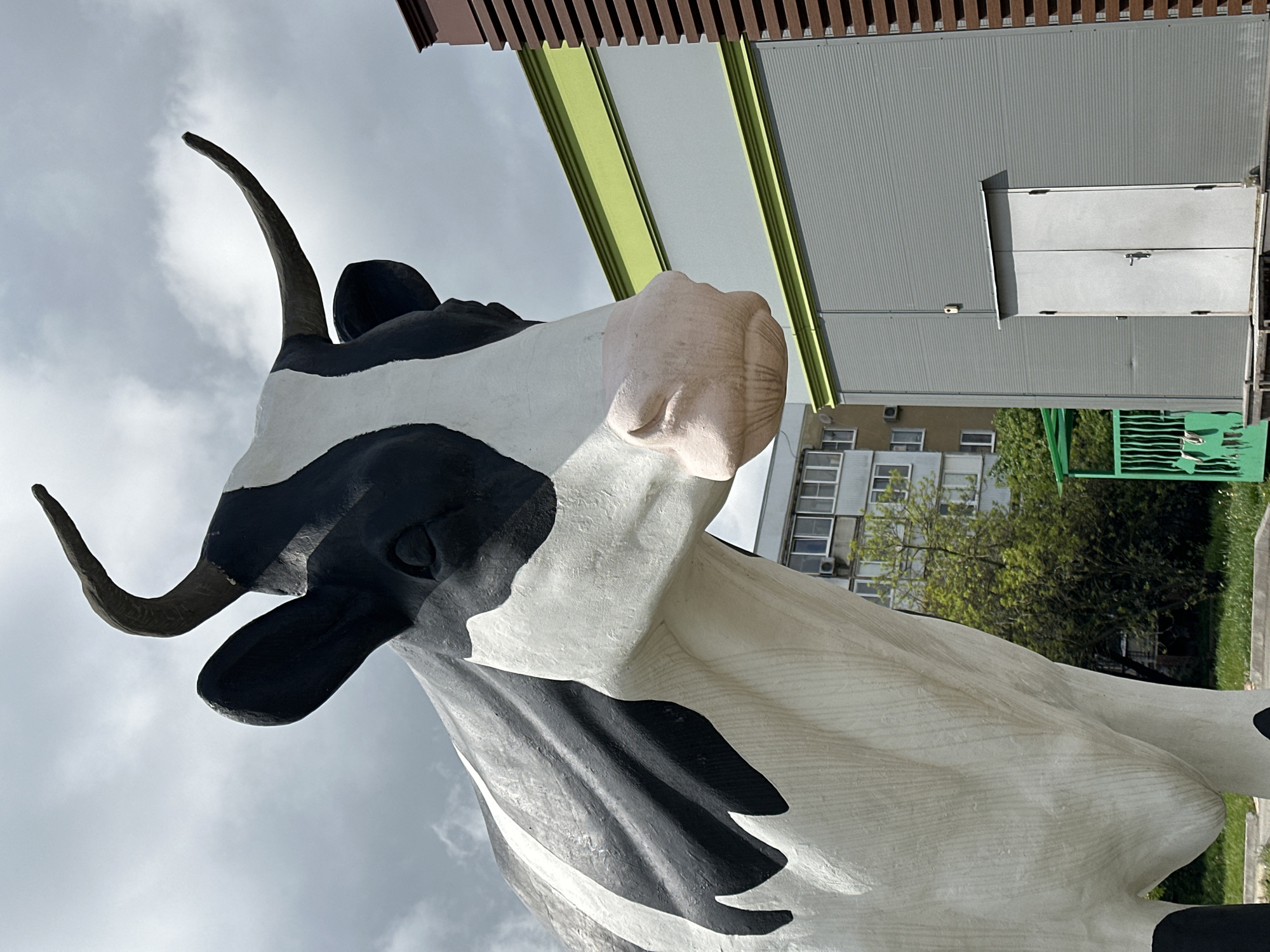 The image is a low-angle close-up photograph of a Holstein cow statue. The cow is black and white and has long, curving horns. It is located outside a building in Stavropol, Russia. The building has a grey corrugated facade, a green-trimmed awning, and a brown slatted section near the top. Behind the building, there are several other buildings, some trees, and a cloudy sky.
