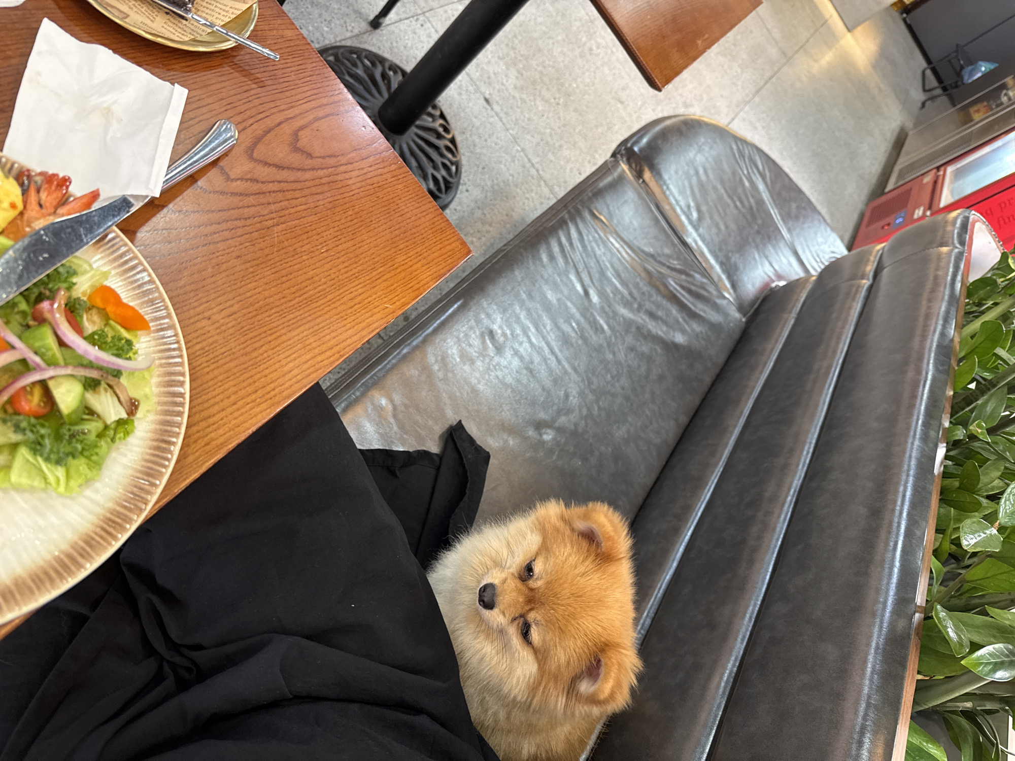 The image shows a Pomeranian dog resting on a gray leather sofa inside a restaurant. The dog is partially covered by black fabric. A plate of salad with shrimp and onions, along with cutlery, is visible on a wooden table next to the sofa. The location appears to be a restaurant setting, possibly in Đà Nẵng, Vietnam, judging by the style of the furniture and the plant near the sofa. The scene shows a dog resting beside its owner in the restaurant.