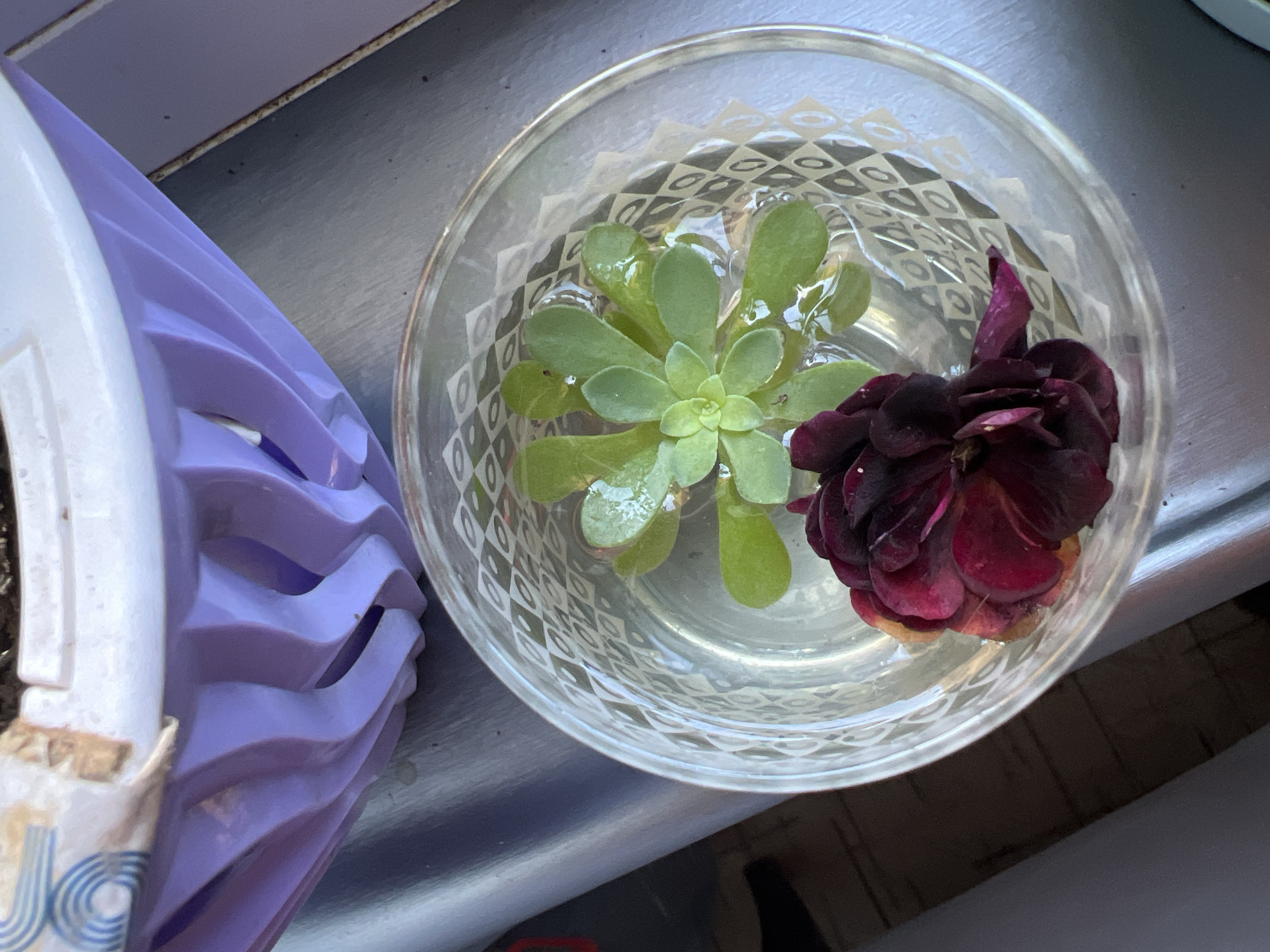 The image provides a top-down view of a clear glass bowl filled with water, containing a green succulent and a dark red flower, resting on a textured surface. To the left, a purple, wavy-edged object is partially visible.
In the center, a small, vibrant green succulent, characterized by its fleshy, rosette-arranged leaves, floats on the surface of the clear water within the bowl. Beside it, a single dark red or burgundy flower, with tightly packed petals that appear slightly wilting, also floats. The glass bowl itself has a distinctive geometric pattern, resembling a diamond or crisscross design, visible through the water and reflected on the base of the bowl.
The items are situated on a light grey surface that has a subtle sheen, suggesting it might be metal, concrete, or possibly a tiled countertop. To the left of the bowl, a white object with blue text and concentric circle patterns is partially visible, with the letters "J&C" potentially discernible. Adjoining this white object is the prominent purple item, which features a corrugated or wavy design, possibly part of a decorative planter or gardening container.
The scene is brightly lit, indicating daylight, possibly set outdoors on a patio or balcony, or indoors near a window. The overall arrangement suggests the propagation of the succulent or simply a decorative display of the plants in water. Given the context, this scene could be observed in Sochi, Russia.