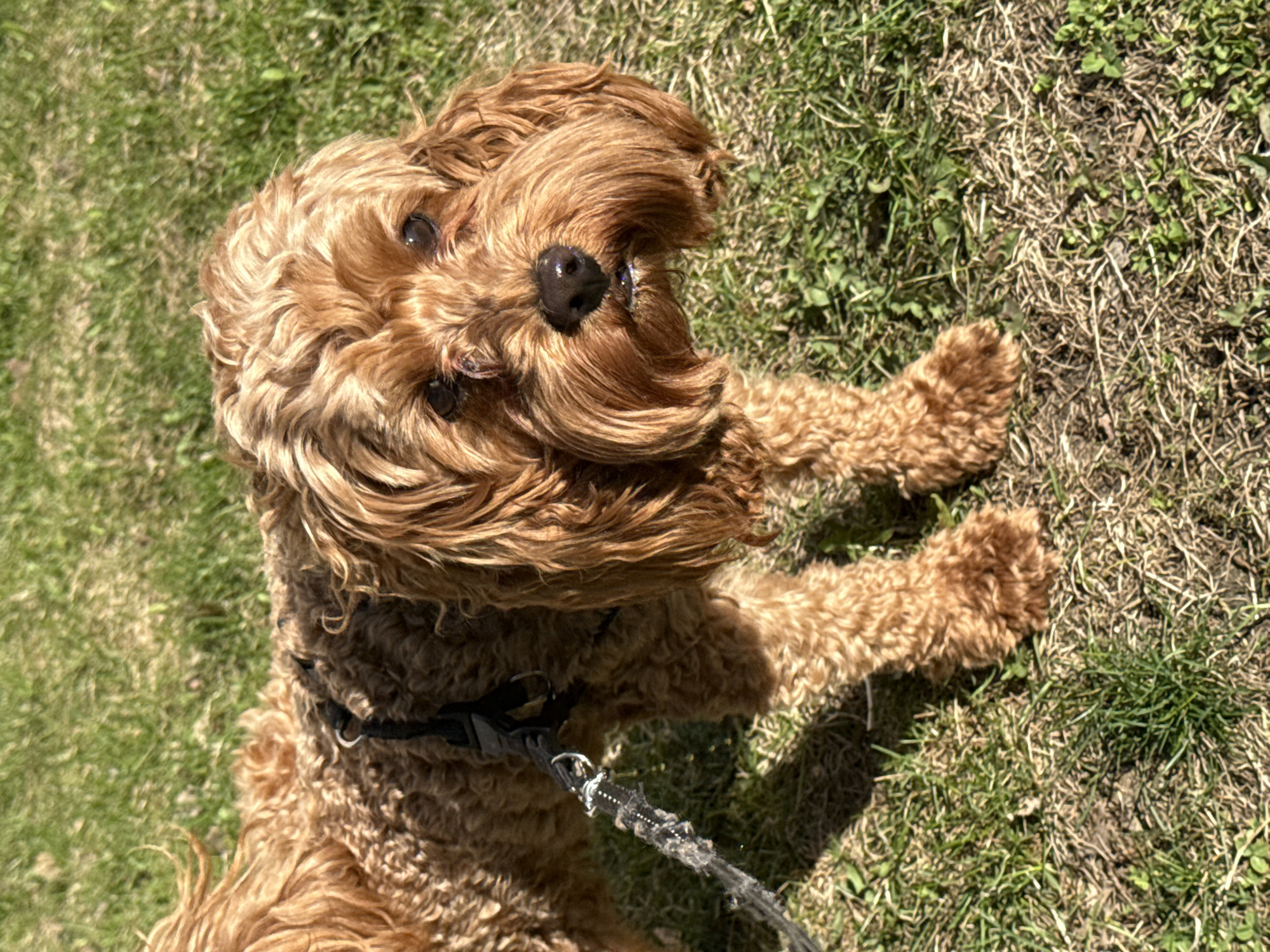 A brown, curly-haired dog is lying on grass, looking up towards the camera. The dog is wearing a black harness and a leash is attached. The grass is mixed with some dry patches and small weeds. The location cannot be determined from the image.