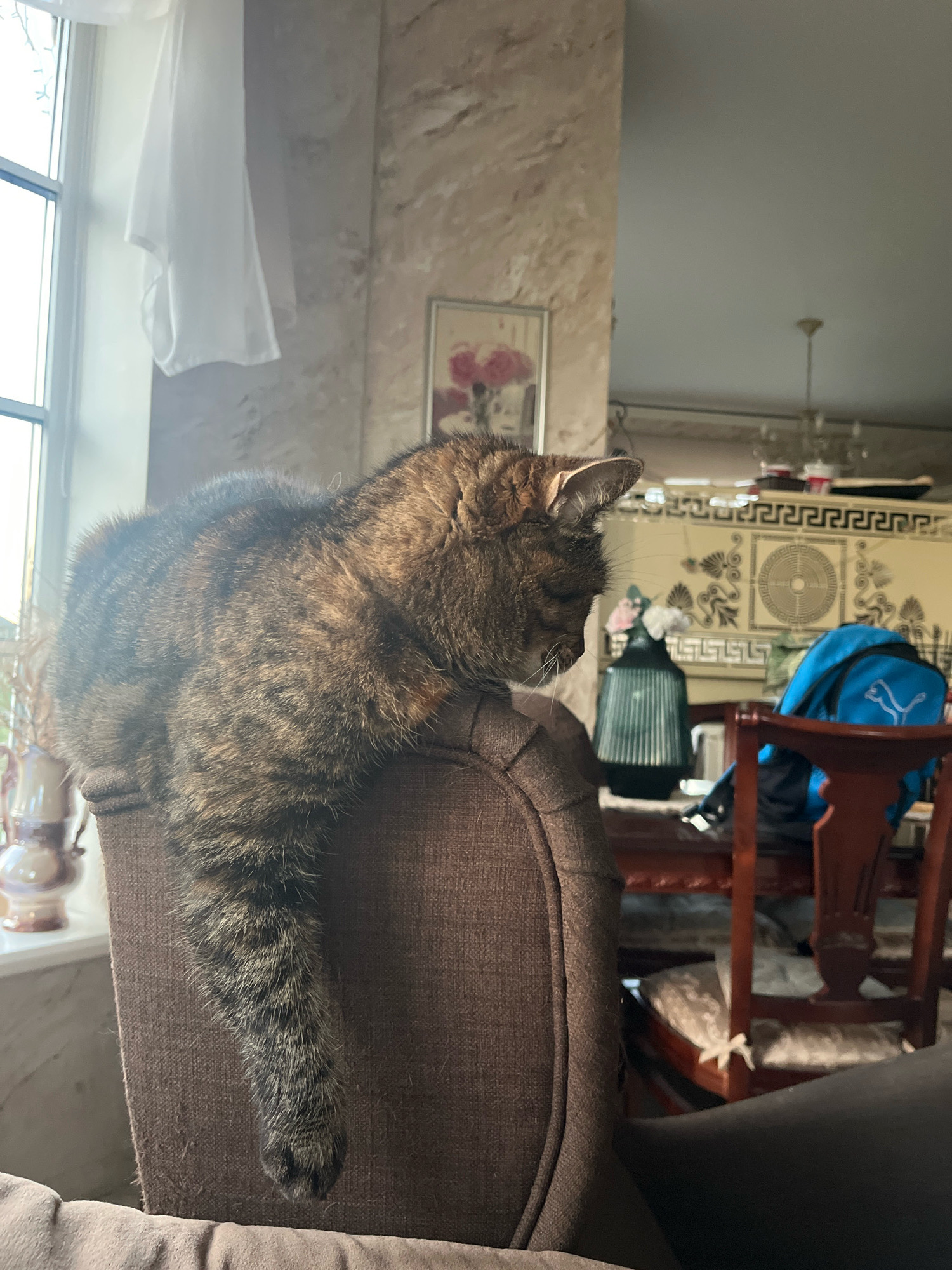 A tabby cat is perched on the upholstered armrest of a dark brown armchair, with its body curved and its head facing downwards, partially obscured by its fur. One of its hind legs dangles over the side of the chair, its paw visible. The background reveals an indoor setting with a large window on the left, allowing natural light to enter and illuminating a white curtain. A framed picture with pink flowers hangs on the wall to the right of the window. Further into the room, a wooden table and chairs are visible, with a blue backpack resting on one of the chairs. The overall scene suggests a domestic environment. This specific location is not identifiable as being in the city of Vladimirovka, Russia, from the visual information provided.