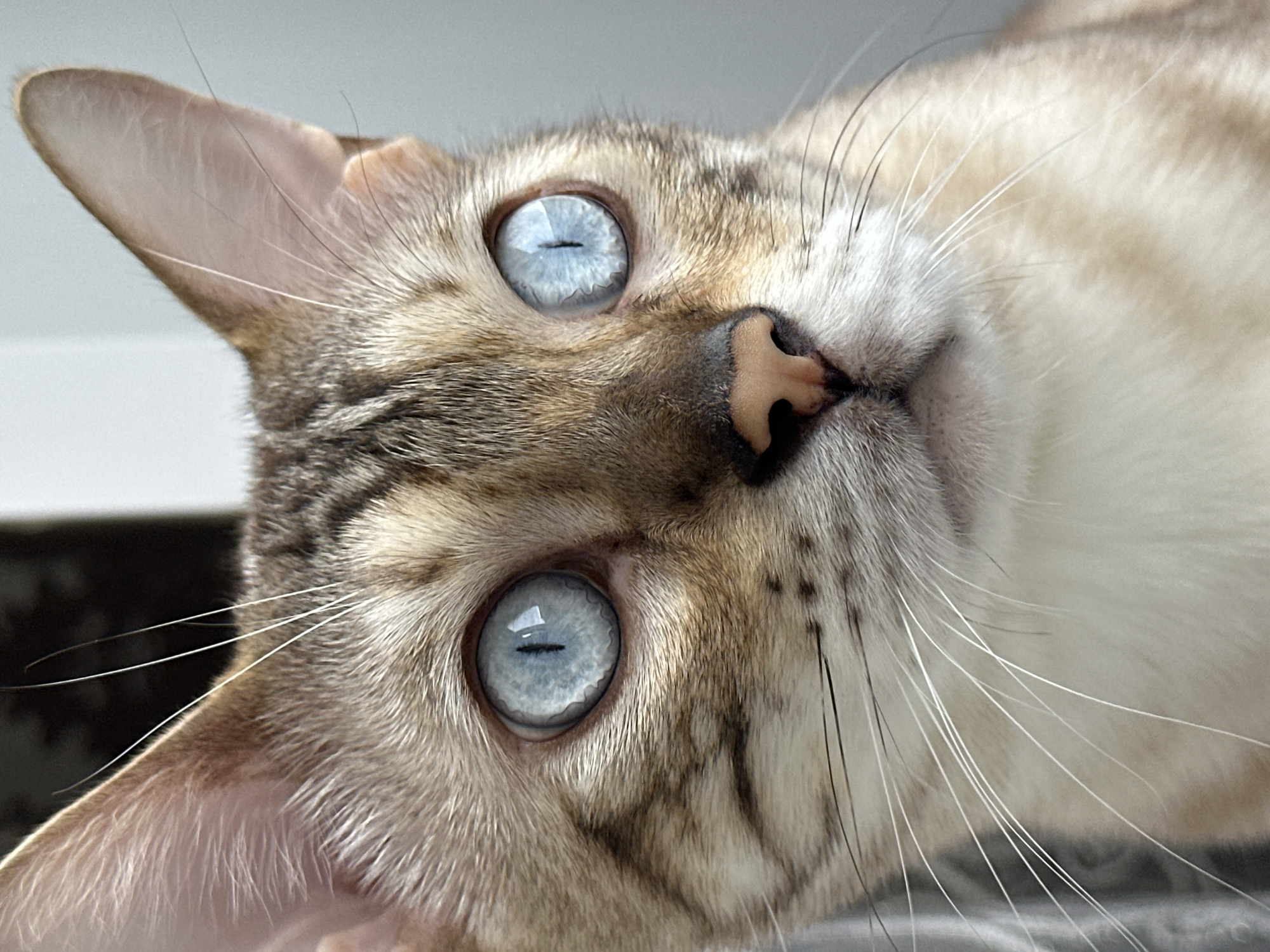 A close-up, eye-level photograph captures the face of a Bengal cat. The cat's light brown and cream fur is marked with distinctive dark brown spots and stripes. Its large, round eyes are a striking bright blue and reflect light, appearing almost luminous. The cat's nose is a soft pinkish-brown. Long, white whiskers fan out from its muzzle, contrasting with the darker fur. The background is out of focus, appearing as a softly blurred gray and white. The image does not contain any elements that suggest a specific location in Energetik, Russia or any other geographical context.