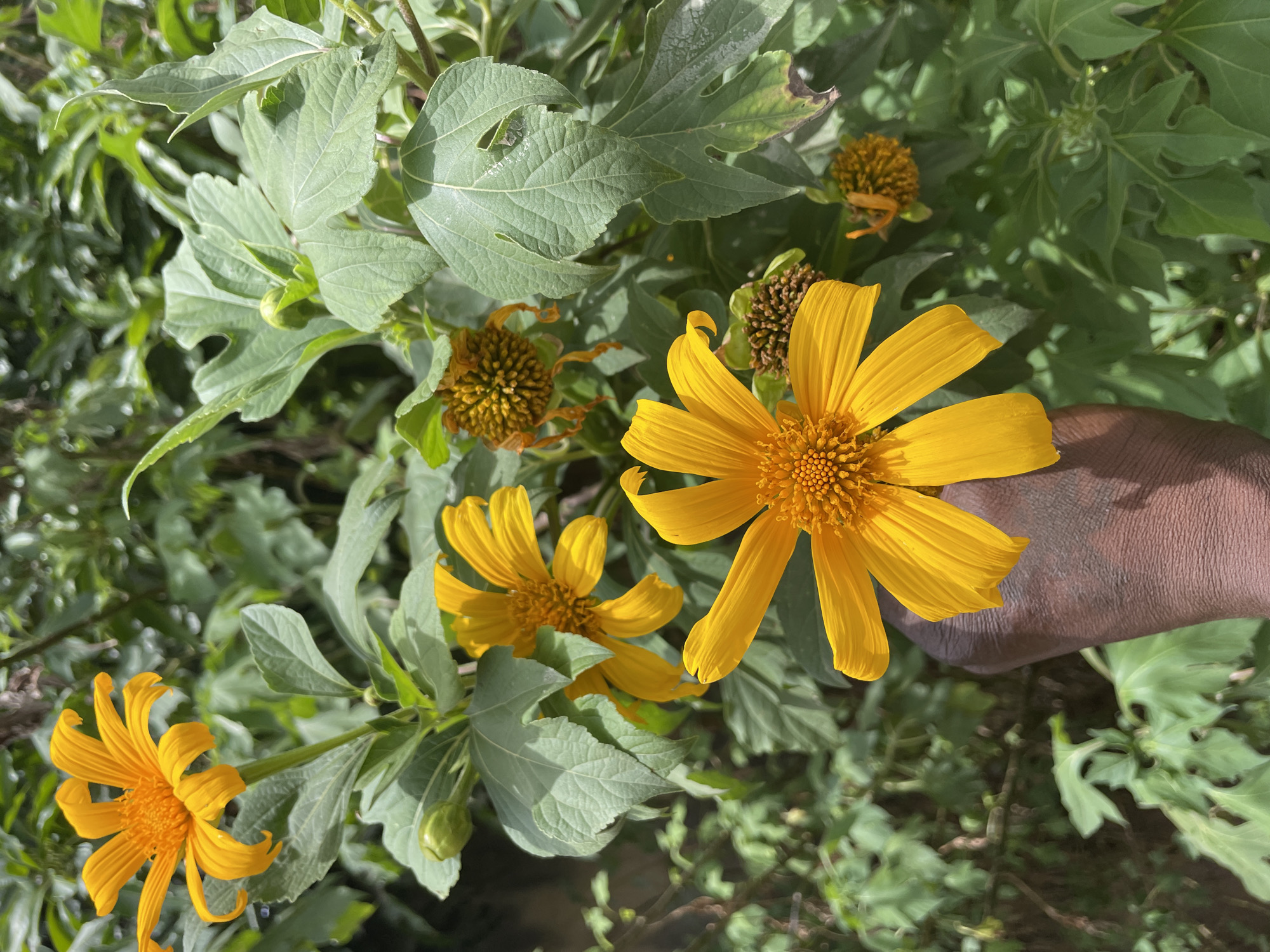 The image presents a vibrant close-up of several yellow flowers and their foliage in an outdoor setting, indicative of a garden or natural growth in Jos, Nigeria. The central focus is on a large, bright yellow flower, likely a Mexican Sunflower (Tithonia diversifolia), positioned prominently on the right side of the frame. This flower boasts numerous slender, golden-yellow petals radiating from a dense, orange-yellow central disc.
To the left and slightly below, another similar yellow flower is in bloom, with a partial view of a third bloom towards the bottom left. Interspersed among the lively flowers are several faded or senescent ones, characterized by their dried, brownish centers and the absence of fresh petals, illustrating different stages of the plant's life cycle.
The flowers are surrounded by abundant, large green leaves, which exhibit prominent veining and subtly lobed or serrated edges. Some leaves show minor natural wear, such as small holes. The background consists of blurred green foliage, creating a sense of depth and highlighting the foreground elements.
A dark-skinned hand is visible on the right side of the image, gently holding or reaching towards the large, prominent yellow flower. This interaction suggests a human appreciation for the bloom or an act of tending. The bright, even illumination indicates it is daytime, likely under clear weather conditions. There is no visible text in the image. The overall scene conveys natural beauty and a personal connection to the flora.