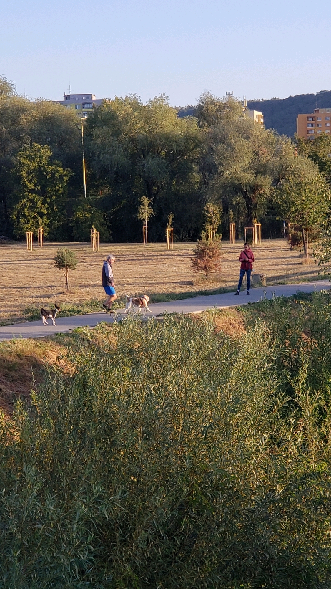 The image depicts a park scene in Prešov, Slovakia, likely during the late afternoon or early evening given the warm, low-angled sunlight casting long shadows. In the foreground, dense, leafy green bushes dominate the lower portion of the frame. A paved pathway cuts through a grassy, dry-looking park area in the mid-ground.
Two individuals are on the pathway. To the left, an older man with gray hair is walking two dogs. He is wearing a dark jacket, blue shorts, and athletic shoes. One dog, appearing to be a husky mix with white, brown, and black markings, is running ahead of him, while a smaller, dark-colored dog with white markings is positioned behind and to the left of the man.
Further down the path, to the right, a woman is standing. She is wearing a dark red hooded sweatshirt and dark pants. She appears to be looking down at her phone.
In the background, there are several young trees planted in neat rows, and further beyond that, a line of mature trees forms a natural border. In the far background, several multi-story apartment buildings are visible, with some featuring balconies. The sky is a clear, pale blue. The overall impression is a peaceful, suburban park setting.