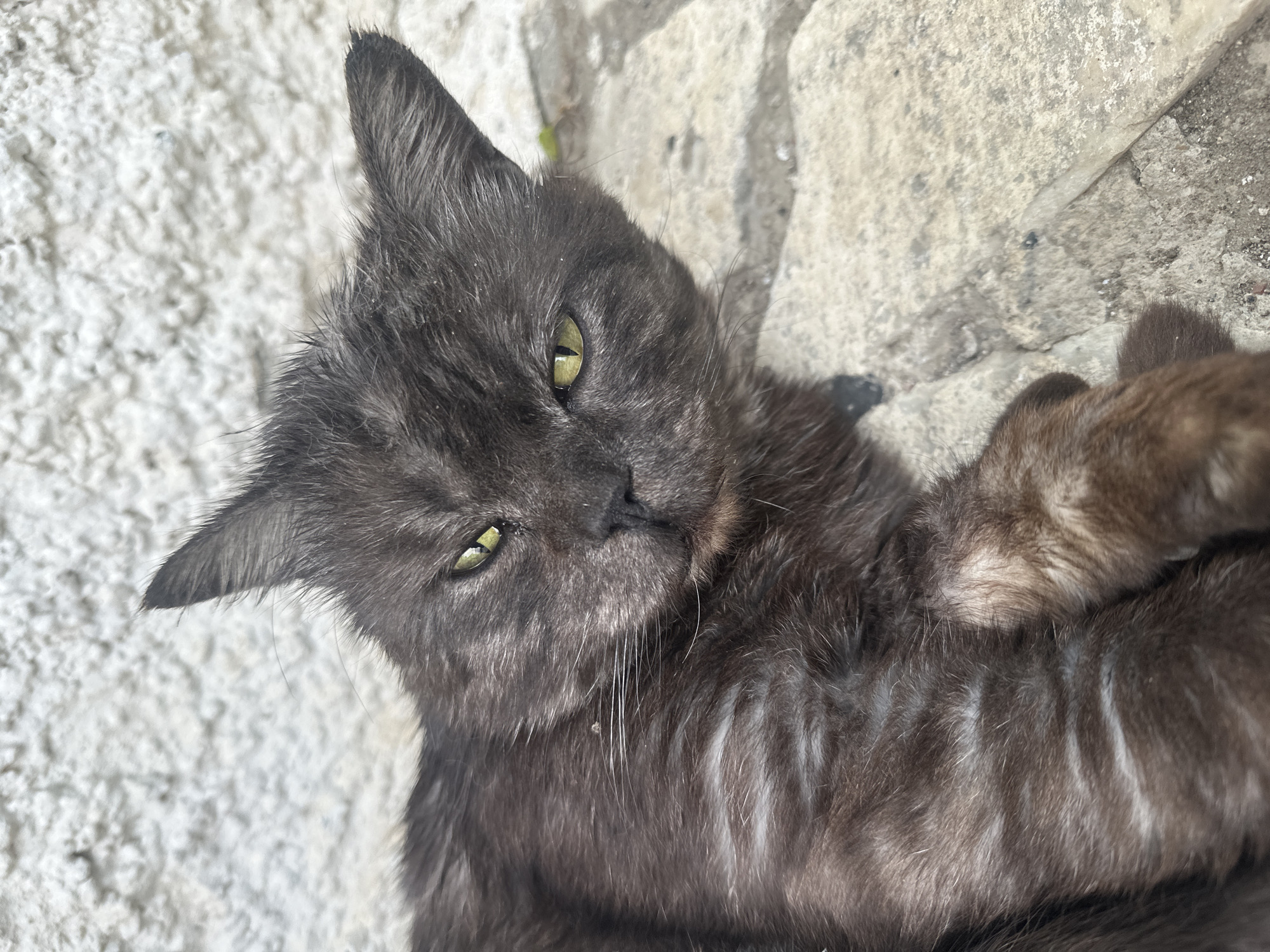 A close-up, eye-level shot captures a dark-colored cat lying down on a textured, light-colored surface that appears to be stone or concrete. The cat is facing towards the camera with its eyes partially closed and a relaxed expression. Its fur is a mix of dark grays and browns, with some lighter streaks visible, particularly on its body. The cat's ears are pointed upwards, and its whiskers are prominent. The background consists of a rough, off-white textured wall, possibly a building exterior. The scene suggests an outdoor environment, possibly in an urban or semi-urban setting. There is no indication of Yaroslavka, Russia, or any specific location within it.