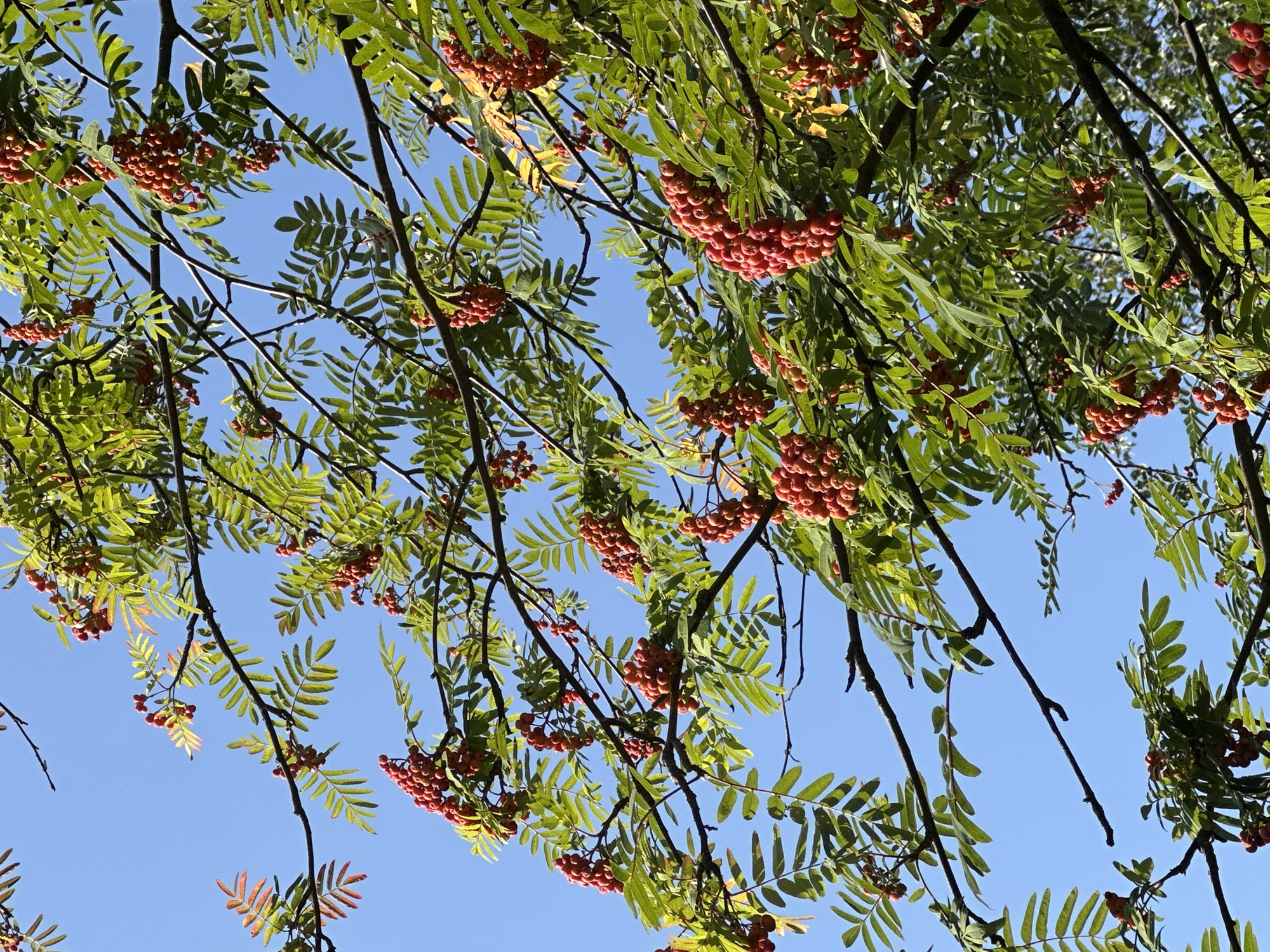 A close-up, low-angle shot captures the branches and red berries of a rowan tree against a clear blue sky. The tree is in full bloom with vibrant green leaves and clusters of bright red berries. The branches are dark and textured, some bare and others laden with foliage and fruit. The image is devoid of any human presence or man-made structures, suggesting a natural setting. The scene is consistent with an outdoor environment, possibly a park or a residential area, in the city of Uray, Russia, during the autumn season. The lighting suggests a bright, sunny day.