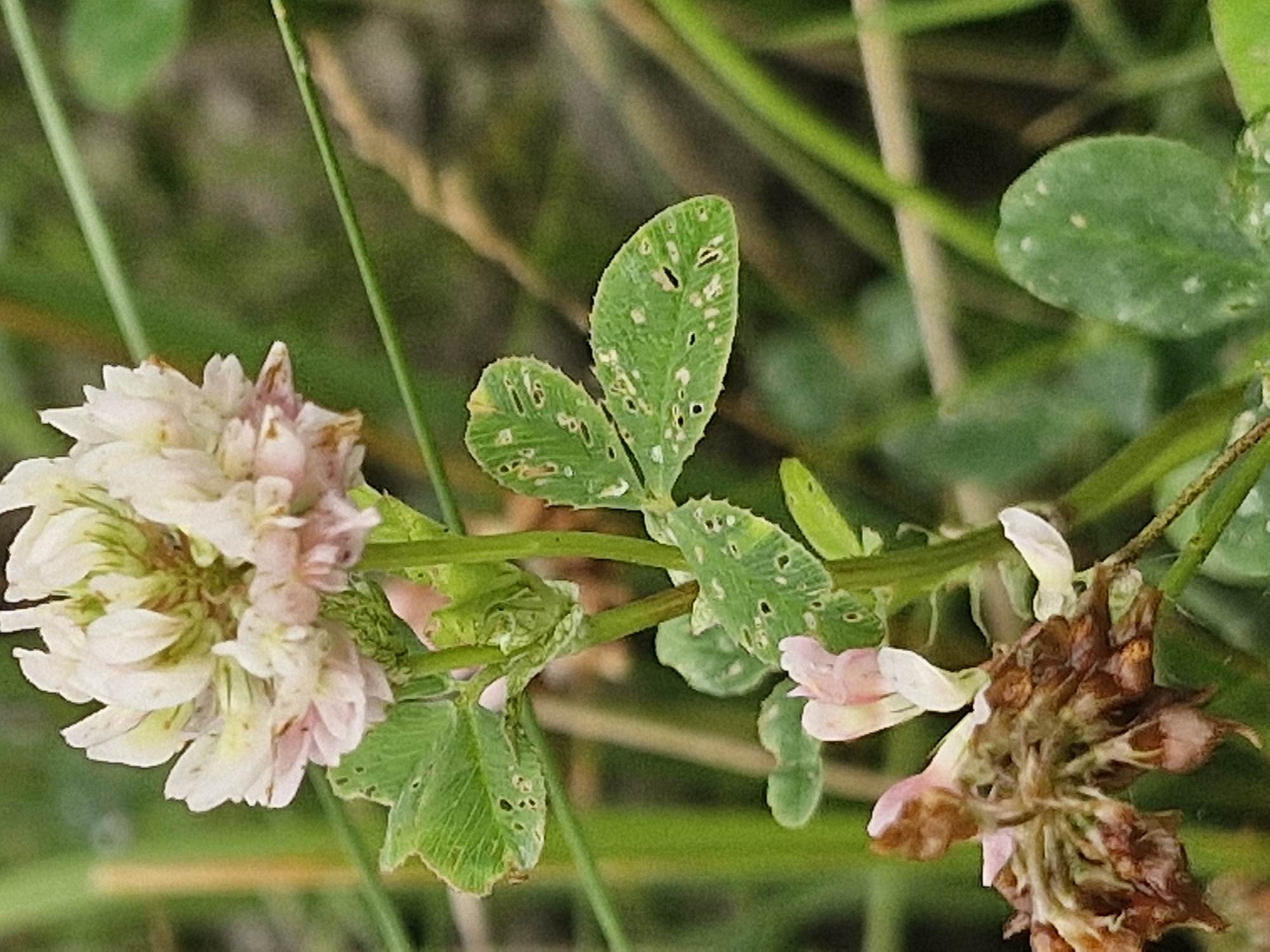A close-up, vertical, eye-level shot captures a cluster of white and pink clover flowers and leaves against a blurred green and brown background of grass and stems. The clover bloom at the top is mostly white with hints of pink and green at its base. Below it, a stem supports several trifoliate leaves, some of which are damaged with small holes and white speckling. One leaf on the left has a single pink petal attached to its stem. Further down, a cluster of dried, brown clover florets is visible on the left side of the frame. The lighting is natural and diffused, suggesting an outdoor setting. The overall impression is of a detailed botanical study of a clover plant in its natural environment.