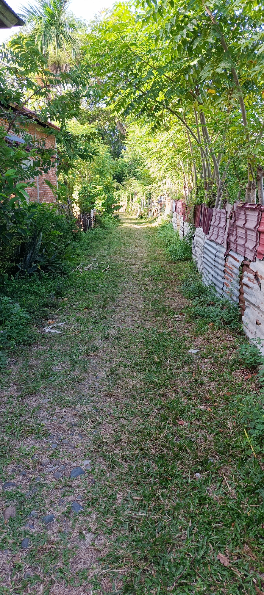 The image depicts a path covered in patchy grass and small stones, flanked by lush green foliage on the left and a weathered corrugated metal fence on the right. The fence is constructed from overlapping sheets of metal, some showing signs of rust and wear, with a mixture of red and white sections. Tall trees with dense green canopies line the path, casting dappled shadows. On the left side, a brick building with a brown roof is partially visible behind the vegetation. The scene suggests a rural or semi-rural environment, possibly a backyard or a less-trafficked area within a settlement. The lighting indicates it is daytime, with sunlight filtering through the leaves. The overall impression is one of natural growth encroaching on man-made structures, creating a somewhat overgrown and informal atmosphere.