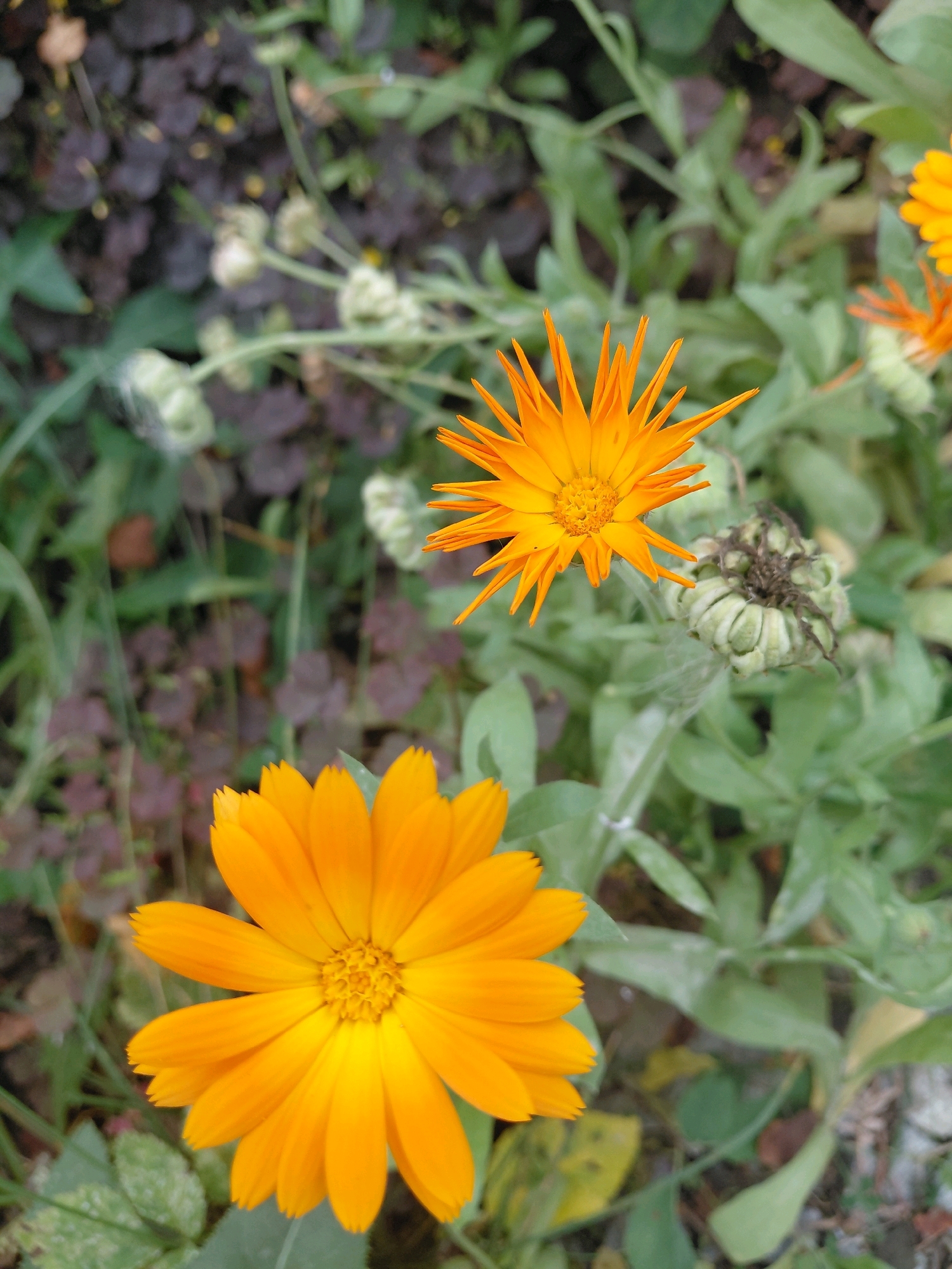 The image shows a close-up view of orange calendula flowers in bloom. Two fully opened flowers are prominent, one in the foreground lower left and another slightly smaller one in the middle ground, towards the upper right. Both have bright orange petals radiating from a central disc. The foreground flower is larger and more detailed, showing the texture of its petals. The middle ground flower is less in focus but clearly identifiable. Several unopened flower buds, green and conical in shape, are also visible. The background consists of green foliage and some dark, reddish-purple leaves, suggesting a garden setting. The lighting appears natural, possibly overcast or shade, as there are no harsh shadows. There are no people or animals present in the image. The scene depicts a natural outdoor environment, likely a garden in Malinovka, Russia.