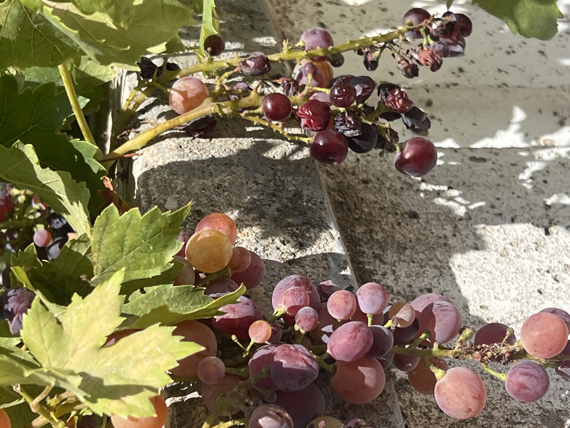 This image shows two bunches of grapes hanging from vines against a textured concrete wall. The grapes are varying shades of red and purple, with some appearing ripe and others shriveled. The leaves of the vine are green and appear healthy. The sunlight casts shadows on the wall, indicating it is daytime. The scene is likely outdoors, possibly in a garden or a courtyard, given the presence of vines and the wall. The location in Antalya, Turkey is not explicitly discernible from the visual elements within the image itself.