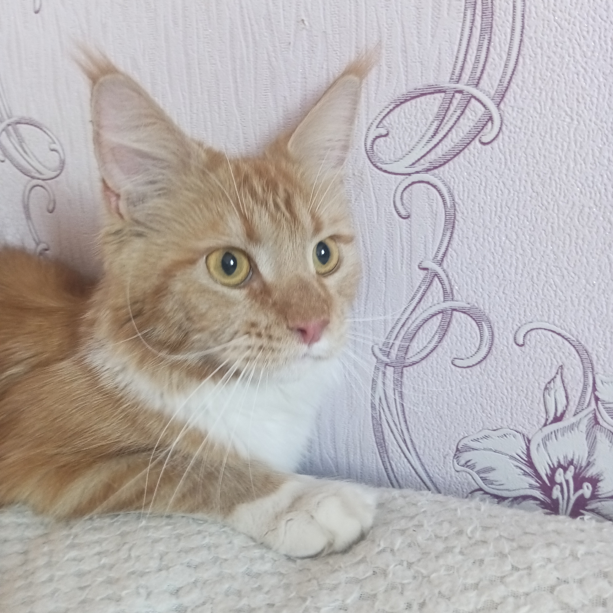 An orange and white Maine Coon cat is captured in a close-up portrait indoors in Chaikovsky, Russia. The cat is seen resting on a textured, light-colored fabric surface, possibly a blanket or sofa. Its head is slightly turned, and its alert, bright yellow eyes are looking intently towards the right, off-camera, indicating curiosity or observation.
Notable details of the cat include its characteristic prominent ear tufts (often called lynx tips) at the apex of its large, pointed ears. It has a light pink nose and long, delicate white whiskers fanning out from its muzzle. The cat's fur is a mix of rich ginger-orange on its head, back, and paws, contrasting with a fluffy white chest and underbelly.
The background features light pink or lilac wallpaper adorned with an ornate, swirling pattern of thin purple lines, depicting floral or scroll-like motifs. The lighting suggests it is daytime. No text is visible in the image.