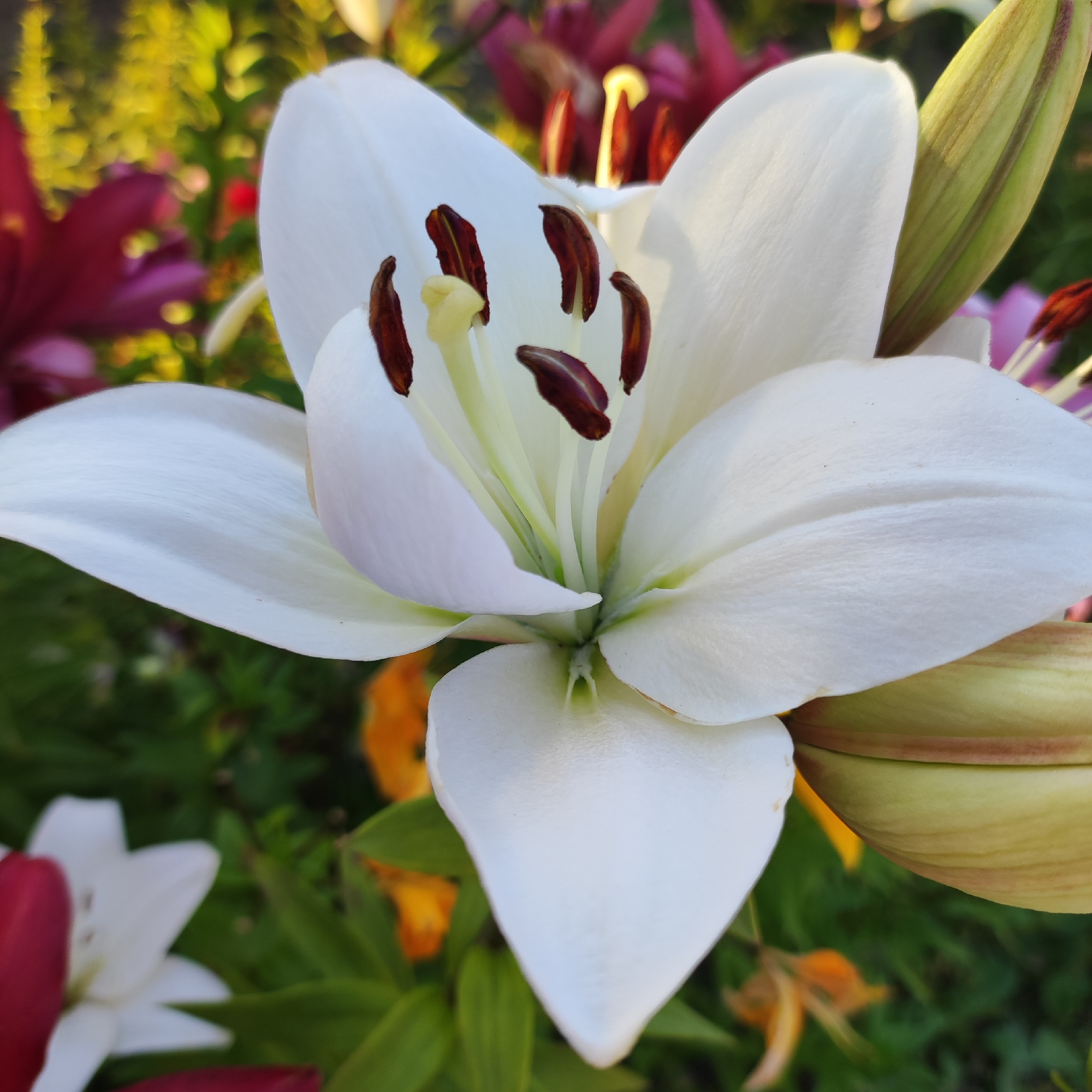 A close-up, eye-level, natural light shot focuses on the vibrant center of a white lily in Navoloki, Russia. The lily's delicate white petals unfurl, revealing dark reddish-brown stamens tipped with yellow pollen. Behind the prominent lily, a burgundy lily is visible, along with hints of other colorful flowers and lush green foliage, suggesting a garden setting. The background is softly blurred, emphasizing the lily's intricate details.