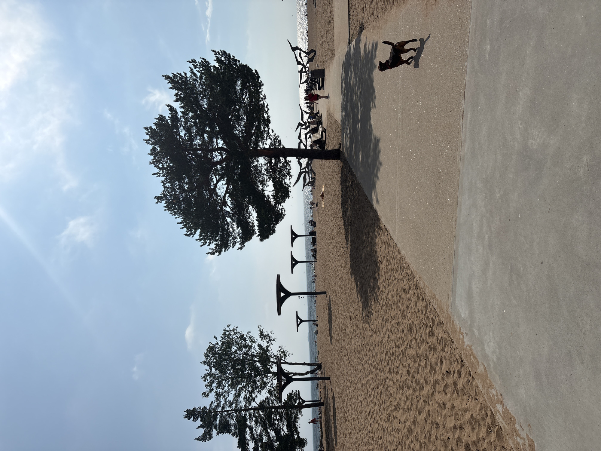 The image depicts a sunny day at a beach in Solnechnoye, Russia. The foreground features a sandy beach with a paved walkway. A small, dark-colored dog with a red collar is walking on the walkway, casting a shadow. In the middle ground, several large trees are visible, including a prominent pine tree to the right, and other smaller trees and bushes. Several people are scattered on the beach, some sitting or lying down, while others are walking. A woman in a red top and dark shorts is walking on the paved path in the middle distance. In the background, the Baltic Sea is visible under a bright, partly cloudy sky. There are also abstract sculptures or structures on the sand near the water's edge. The scene suggests a recreational area with amenities for beachgoers.