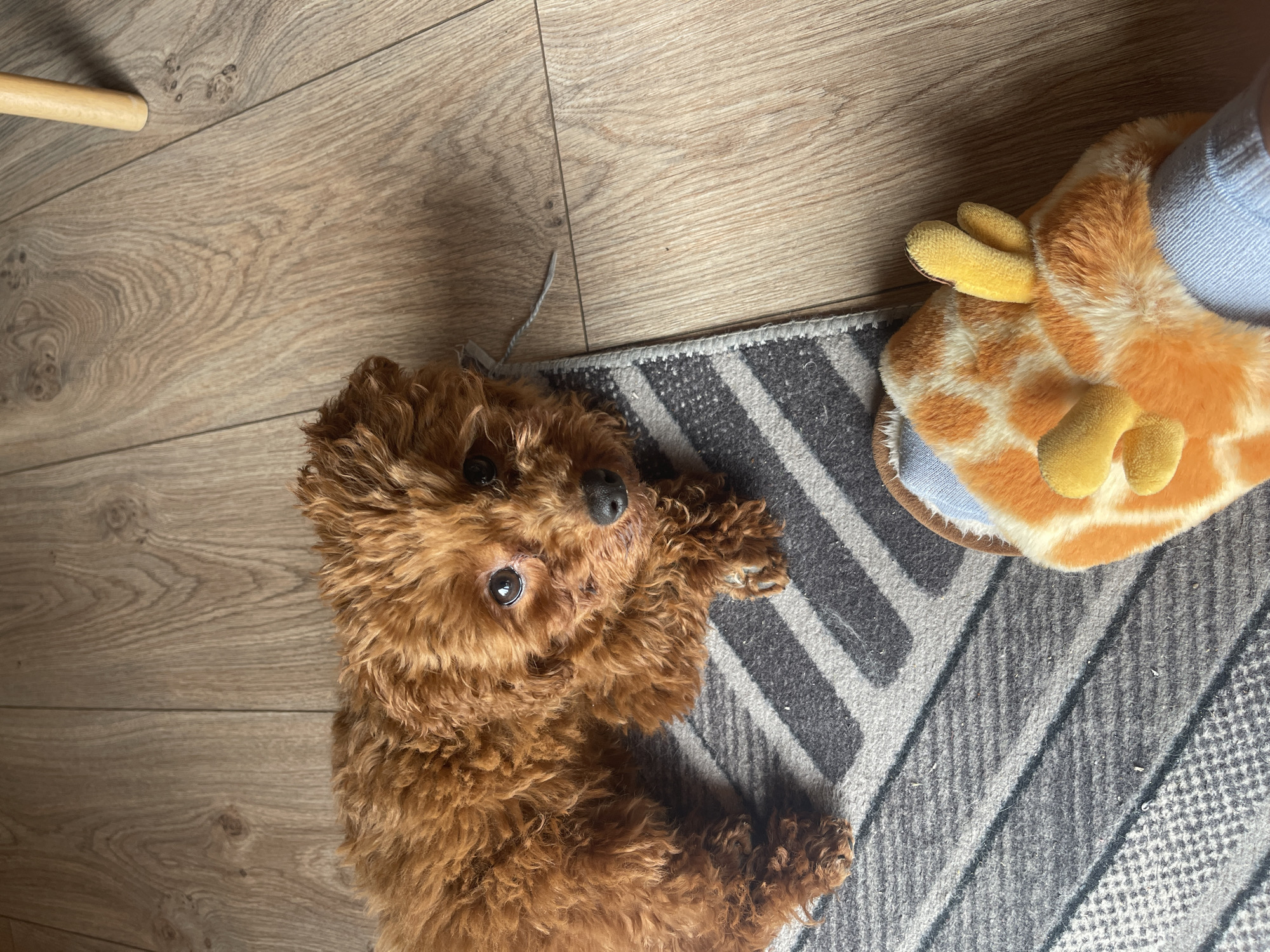 A small, brown, curly-haired dog lies on a gray and white striped rug, looking up at the camera. Next to the rug, a foot in a blue sock wears a giraffe slipper. The rug rests on a light-colored wooden floor. The scene appears to be indoors. It's impossible to verify the image was taken in Sofia, Bulgaria without additional evidence.