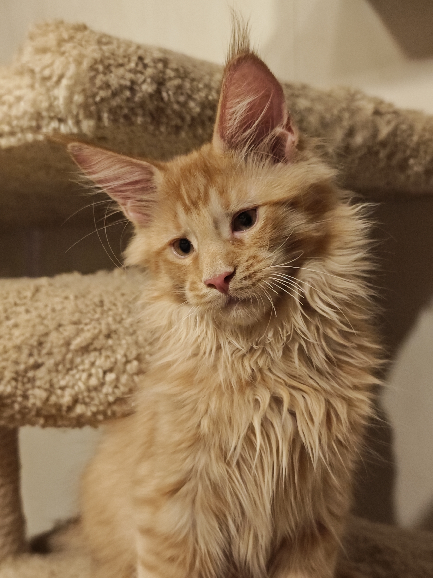 A ginger kitten is sitting on a plush cat tree. The kitten has large, pointed ears with tufts of fur sticking up from the tips. Its fur is a light ginger color and appears somewhat disheveled. The kitten's eyes are dark and round, and its nose is a delicate pink. The cat tree is covered in a textured, beige material. The background is a soft, neutral tone, with shadows suggesting an indoor environment. The overall impression is one of a young, fluffy feline in a comfortable setting.