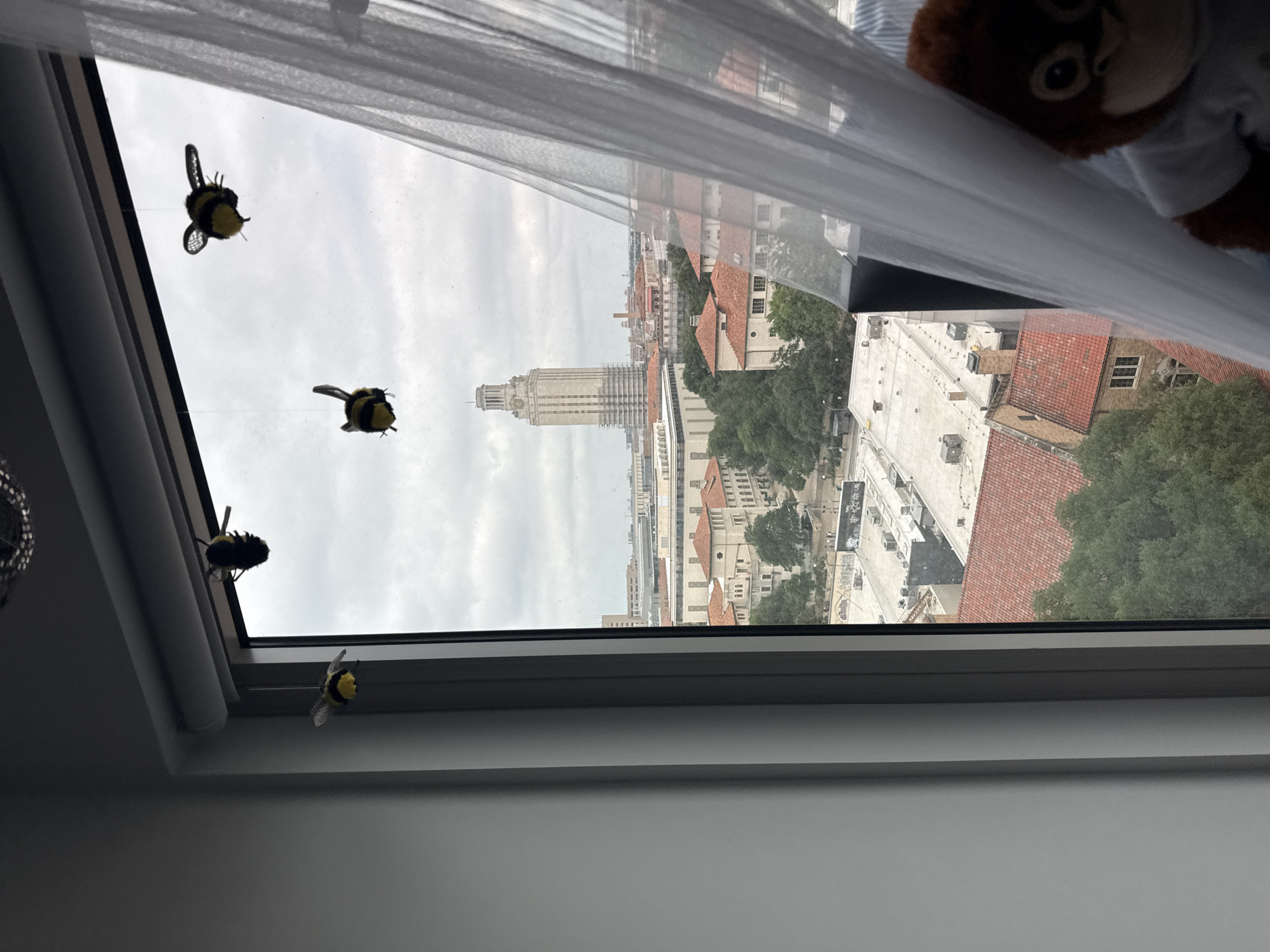 The image depicts a view from a window looking out onto a cityscape, identifiable as Austin, Texas, USA, due to the presence of the University of Texas Tower prominently in the center of the frame. The tower is surrounded by other buildings and greenery, suggesting a dense urban environment.
Inside the window, there are several decorative elements. Five fake bee decorations are hanging within the frame on the left side of the window. On the right side, a partially visible plush animal, possibly a monkey, is visible, partially obscured by a white translucent curtain. The window itself has a gray frame, and the interior walls are painted a neutral color. The lighting suggests overcast weather conditions, as the sky is a uniform gray.